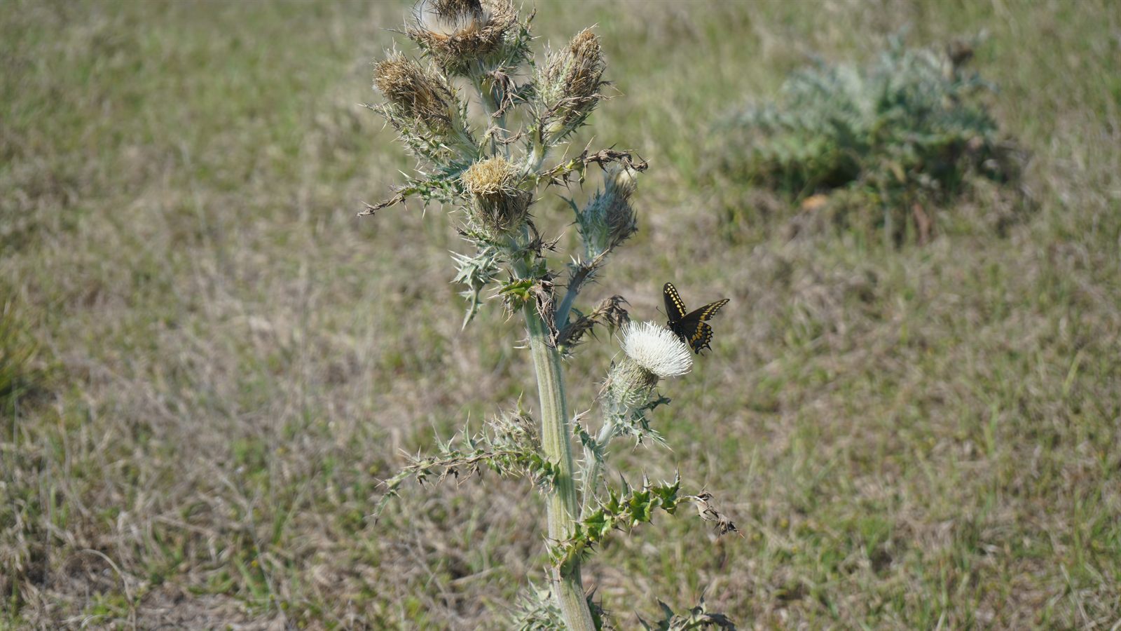 Guana, Timucuan, and South Point Loop Trail Loop - A Tiny Friend photo