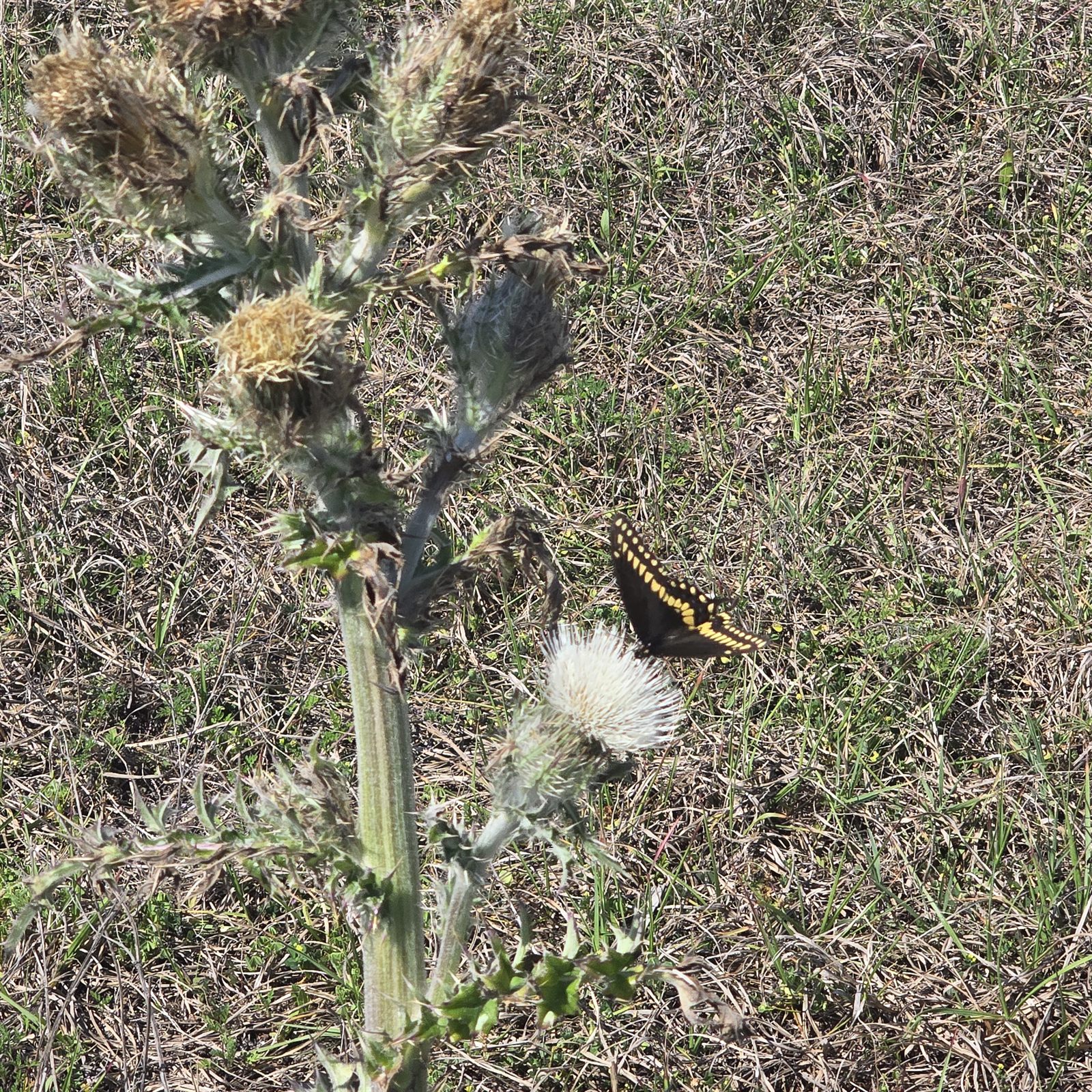 Guana, Timucuan, and South Point Loop Trail Loop - A Tiny Friend photo