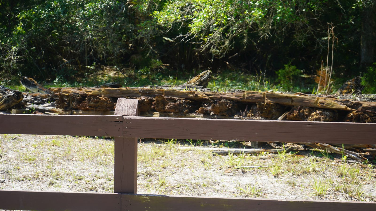Guana, Timucuan, and South Point Loop Trail Loop - Historic Timber Remains photo