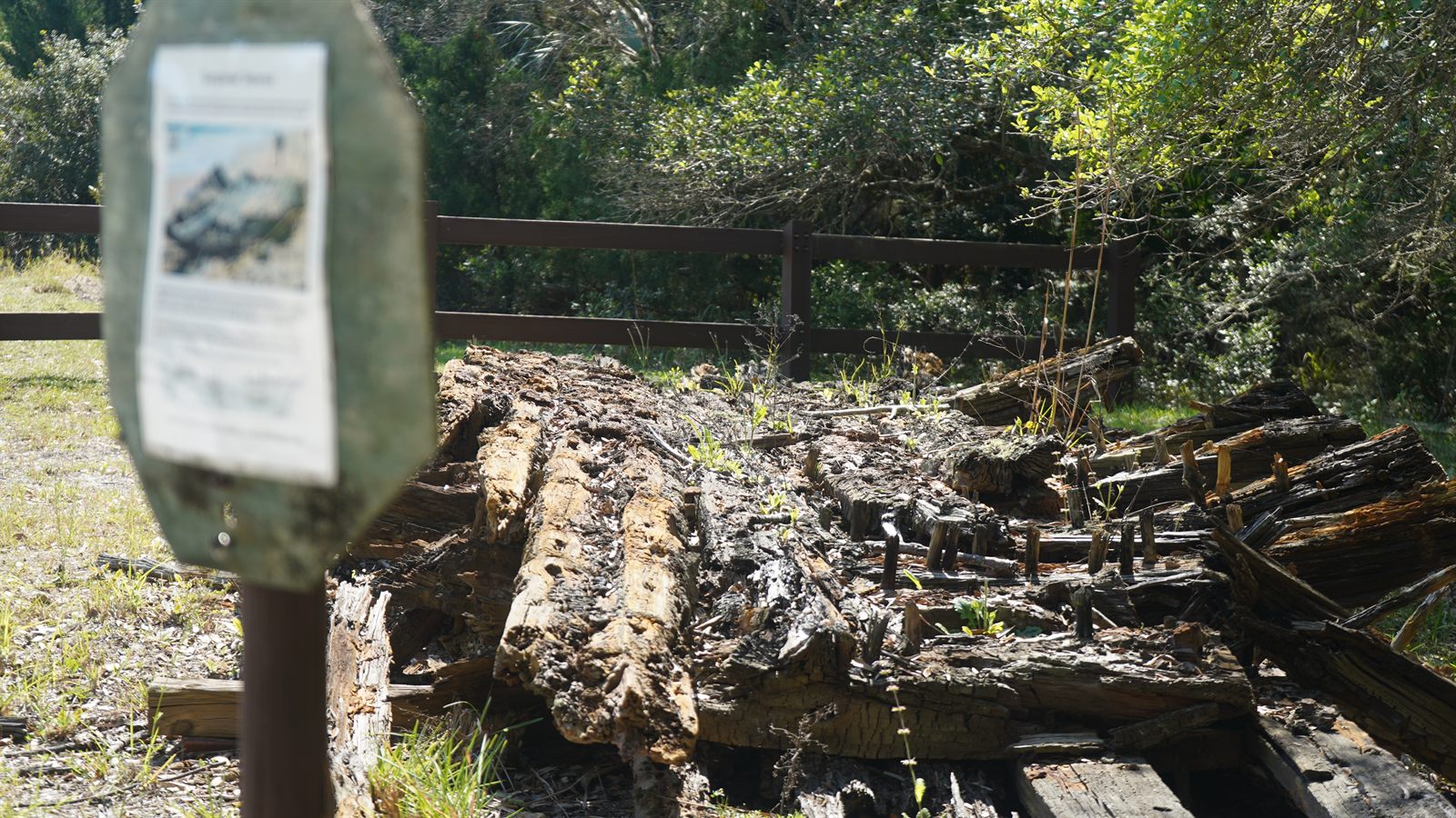 Guana, Timucuan, and South Point Loop Trail Loop - Historic Timber Remains photo