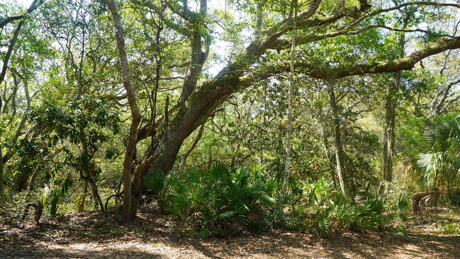 Guana, Timucuan, and South Point Loop Trail Loop - Into the Forest We Go photo