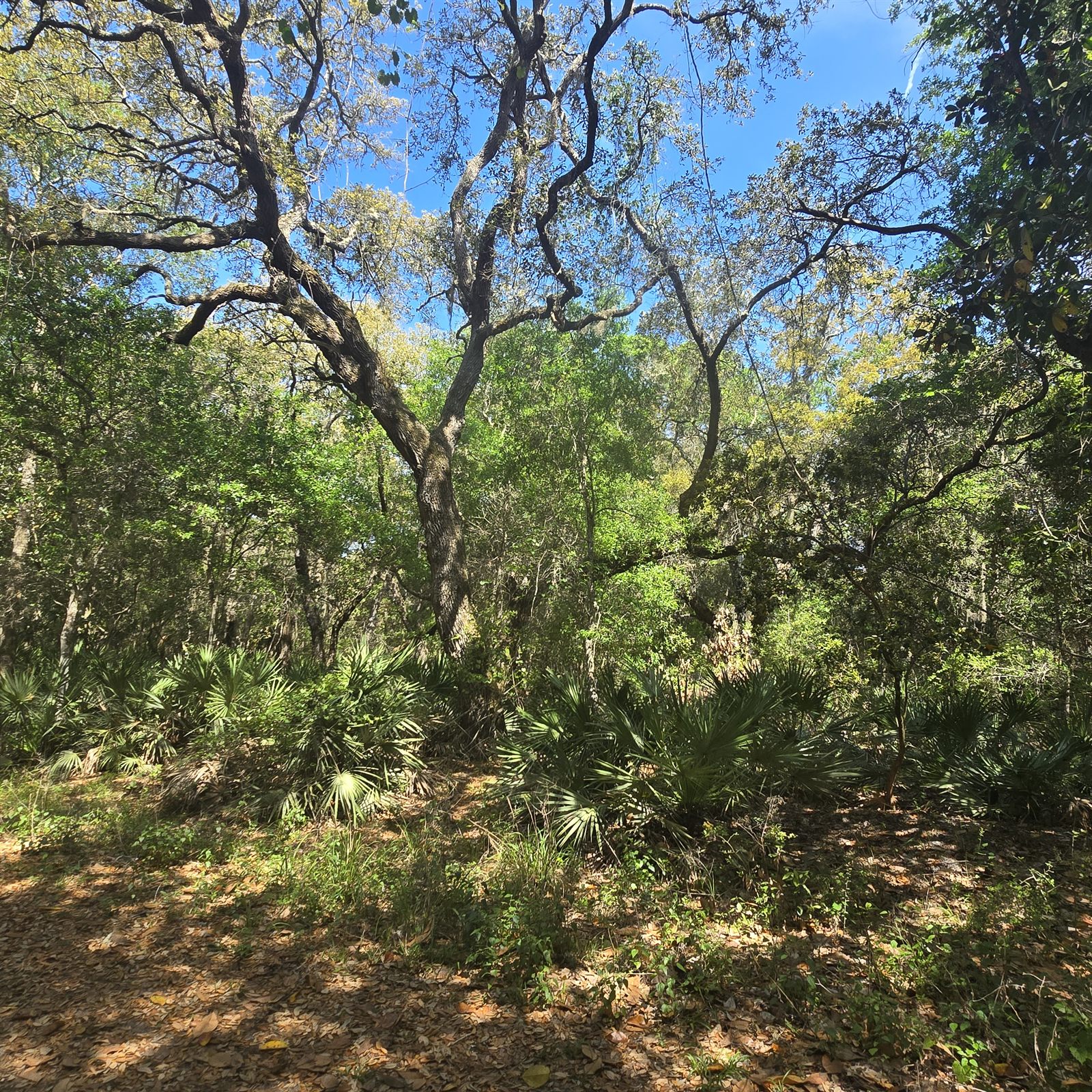 Guana, Timucuan, and South Point Loop Trail Loop - Into the Forest We Go photo