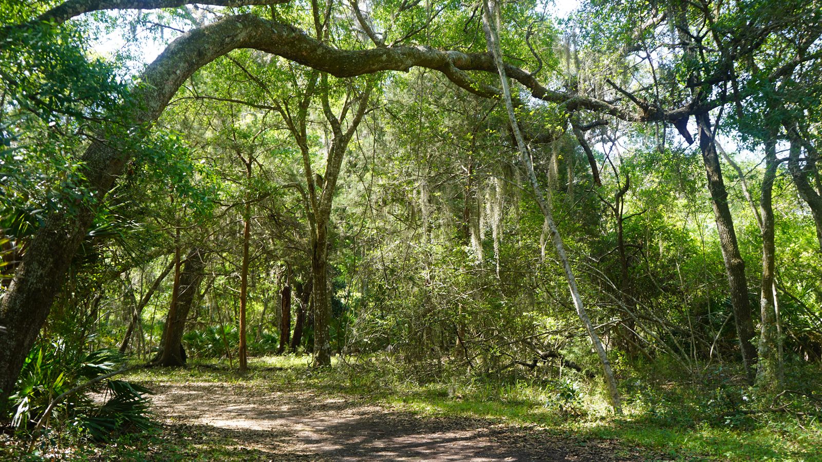 Guana, Timucuan, and South Point Loop Trail Loop - Into the Forest We Go photo