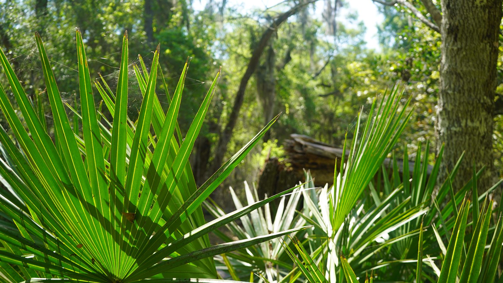 Guana, Timucuan, and South Point Loop Trail Loop - Broken Webs and Trees! photo