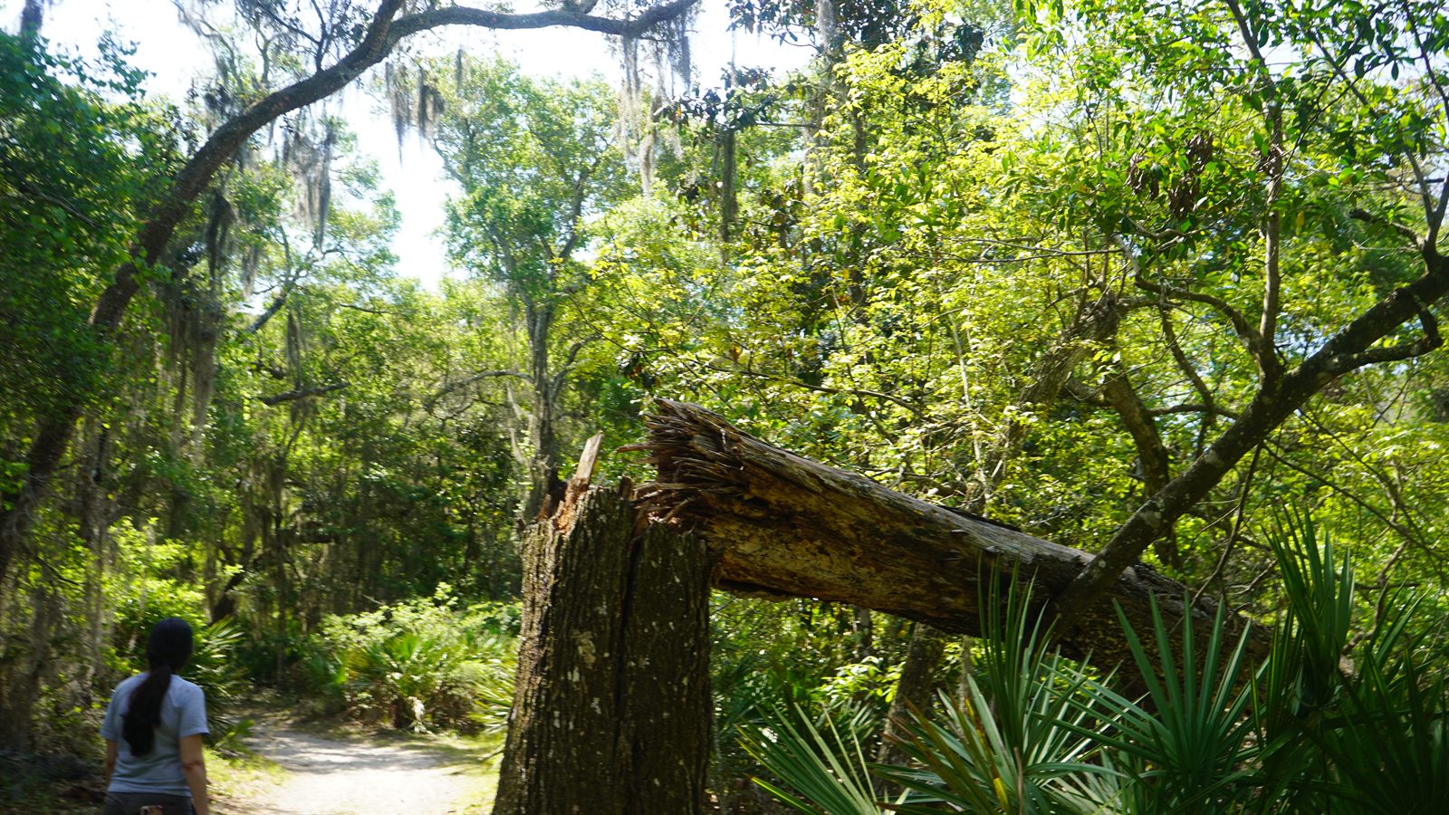Guana, Timucuan, and South Point Loop Trail Loop - Broken Webs and Trees! photo