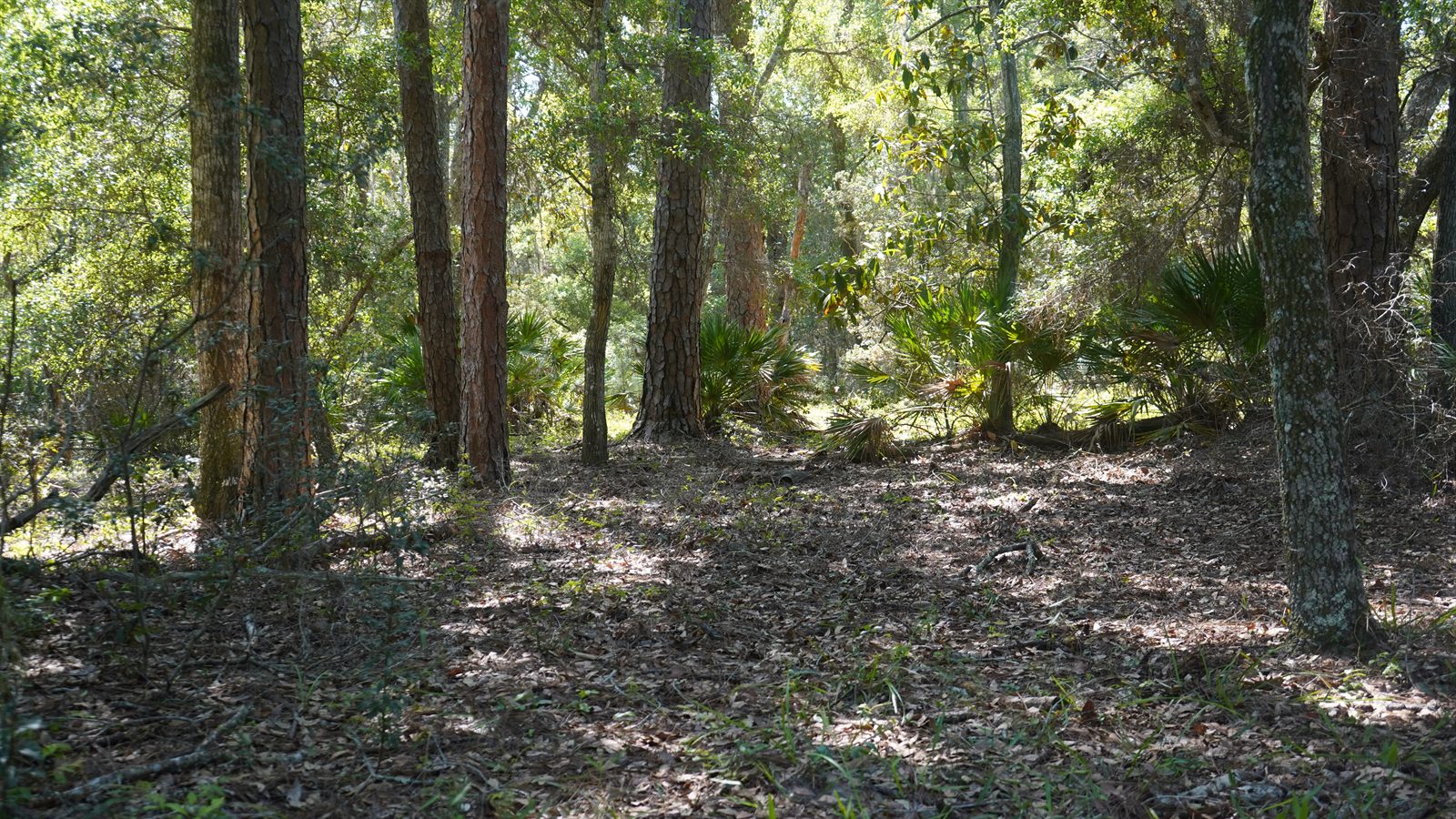 Guana, Timucuan, and South Point Loop Trail Loop - The Paths Taken photo