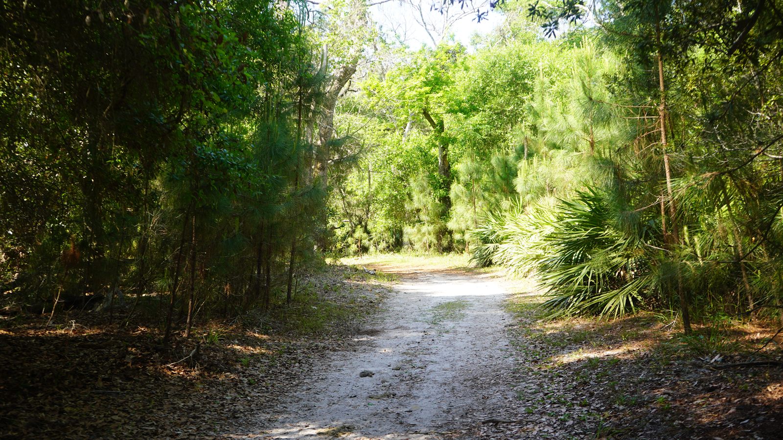 Guana, Timucuan, and South Point Loop Trail Loop - The Paths Taken photo