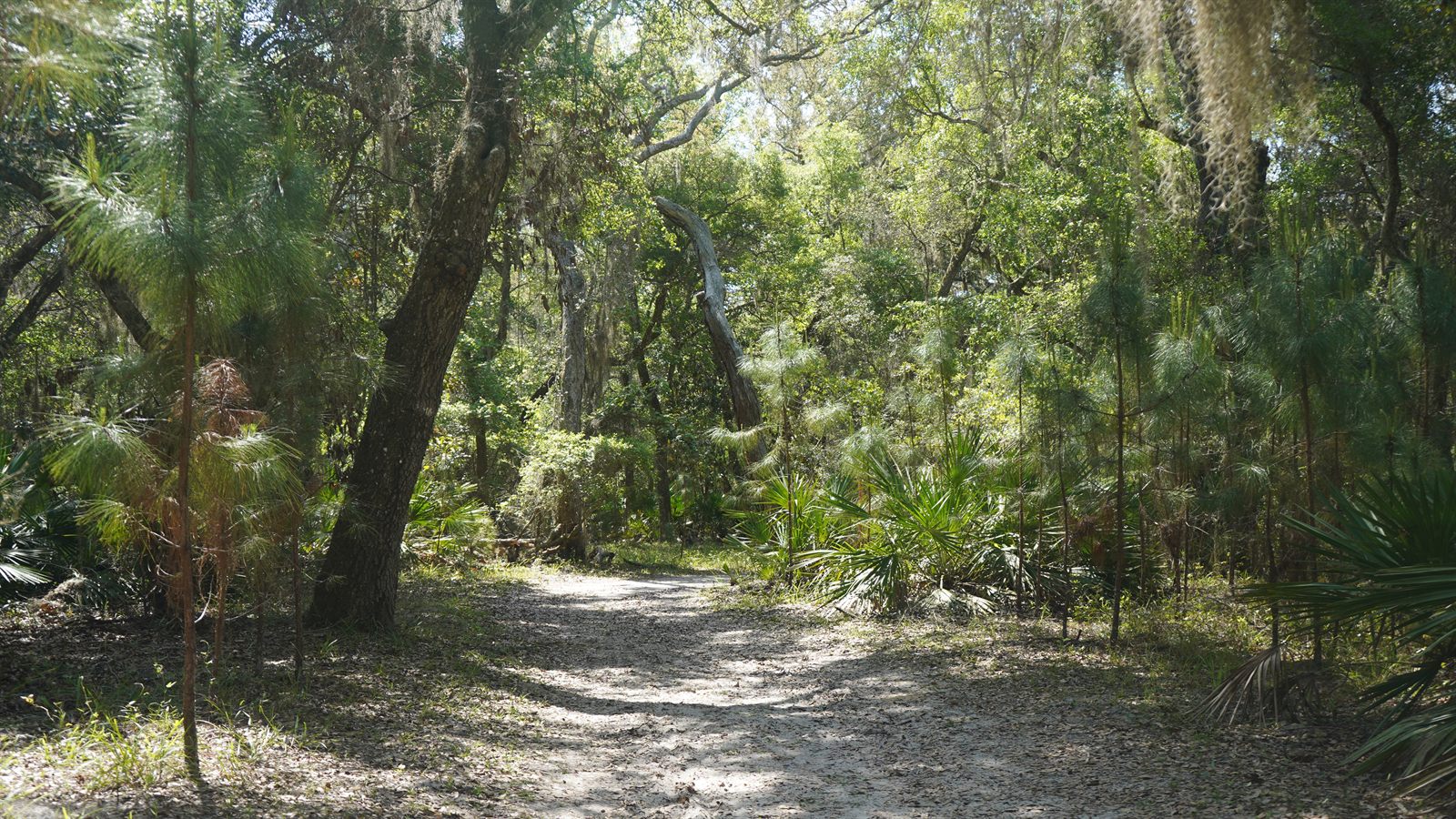 Guana, Timucuan, and South Point Loop Trail Loop - The Paths Taken photo
