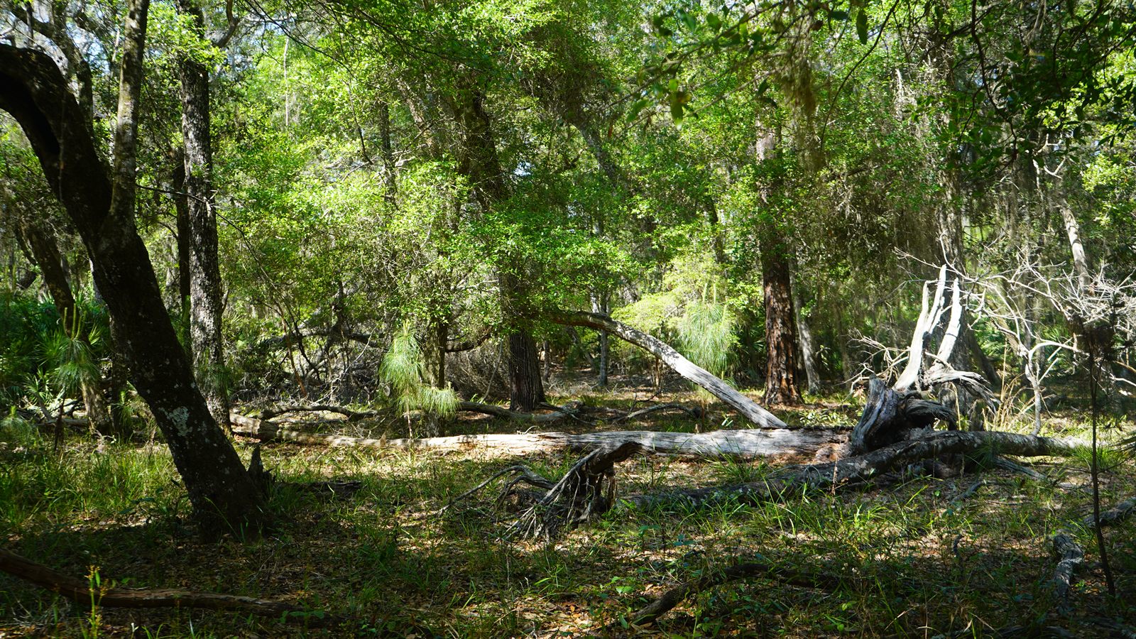 Guana, Timucuan, and South Point Loop Trail Loop - A foreshadowing of Driftwood to come photo