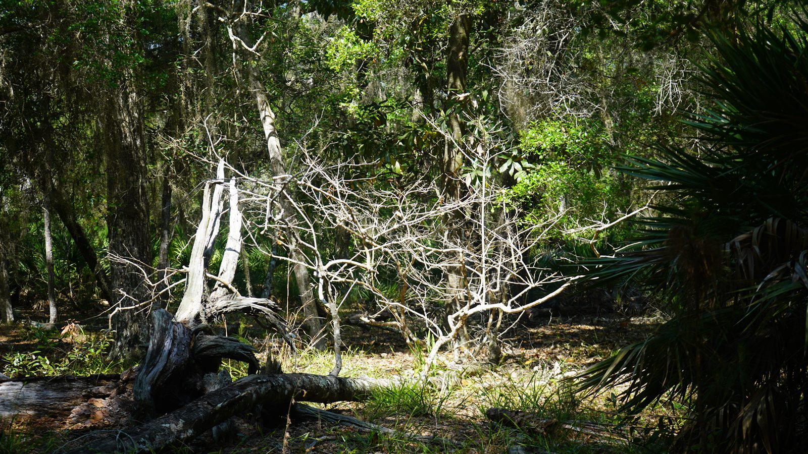 Guana, Timucuan, and South Point Loop Trail Loop - A foreshadowing of Driftwood to come photo