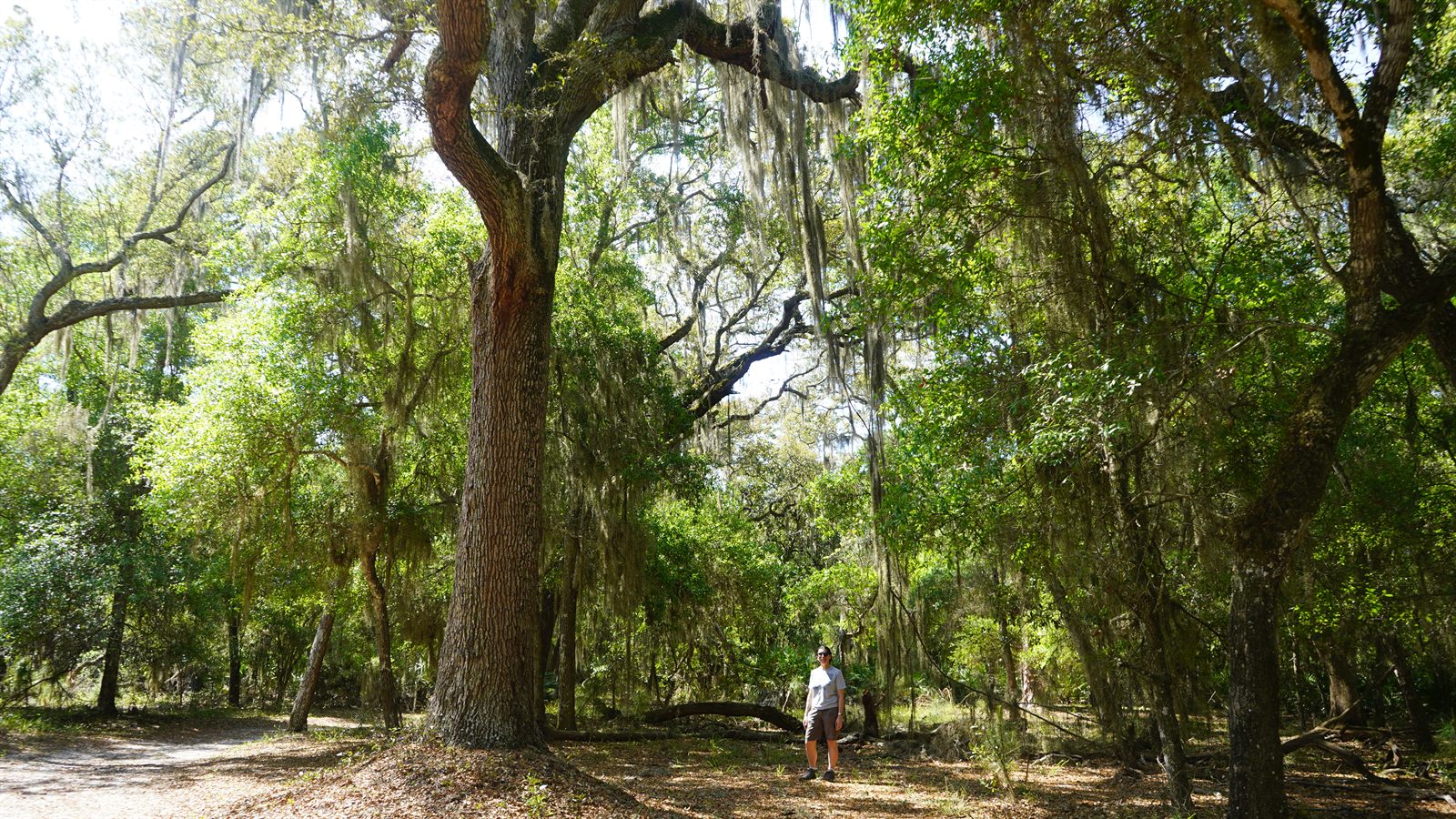 Guana, Timucuan, and South Point Loop Trail Loop - Beauty and Majesty photo