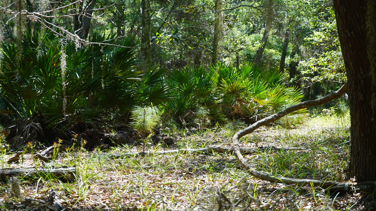 Guana, Timucuan, and South Point Loop Trail Loop - A Fine Vine photo