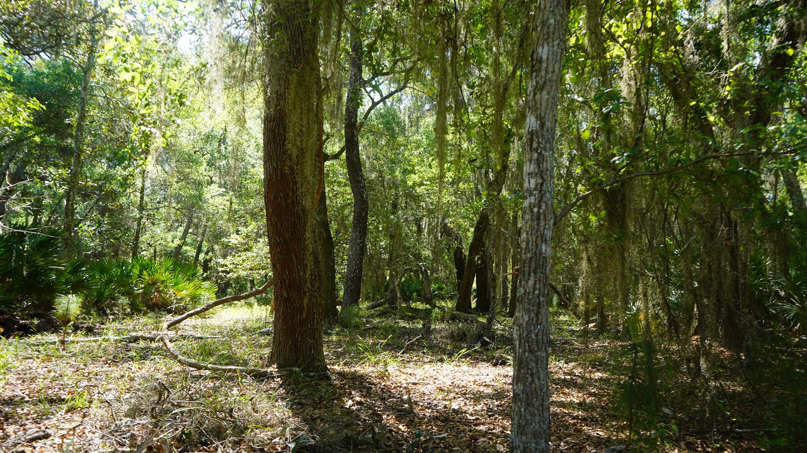 Guana, Timucuan, and South Point Loop Trail Loop - A Fine Vine photo