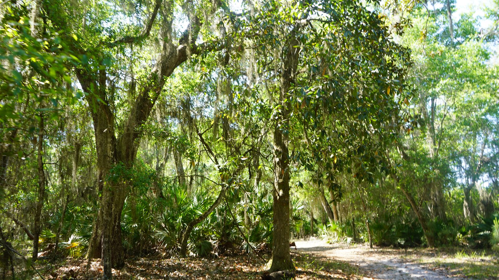 Guana, Timucuan, and South Point Loop Trail Loop - More Trees Please! photo