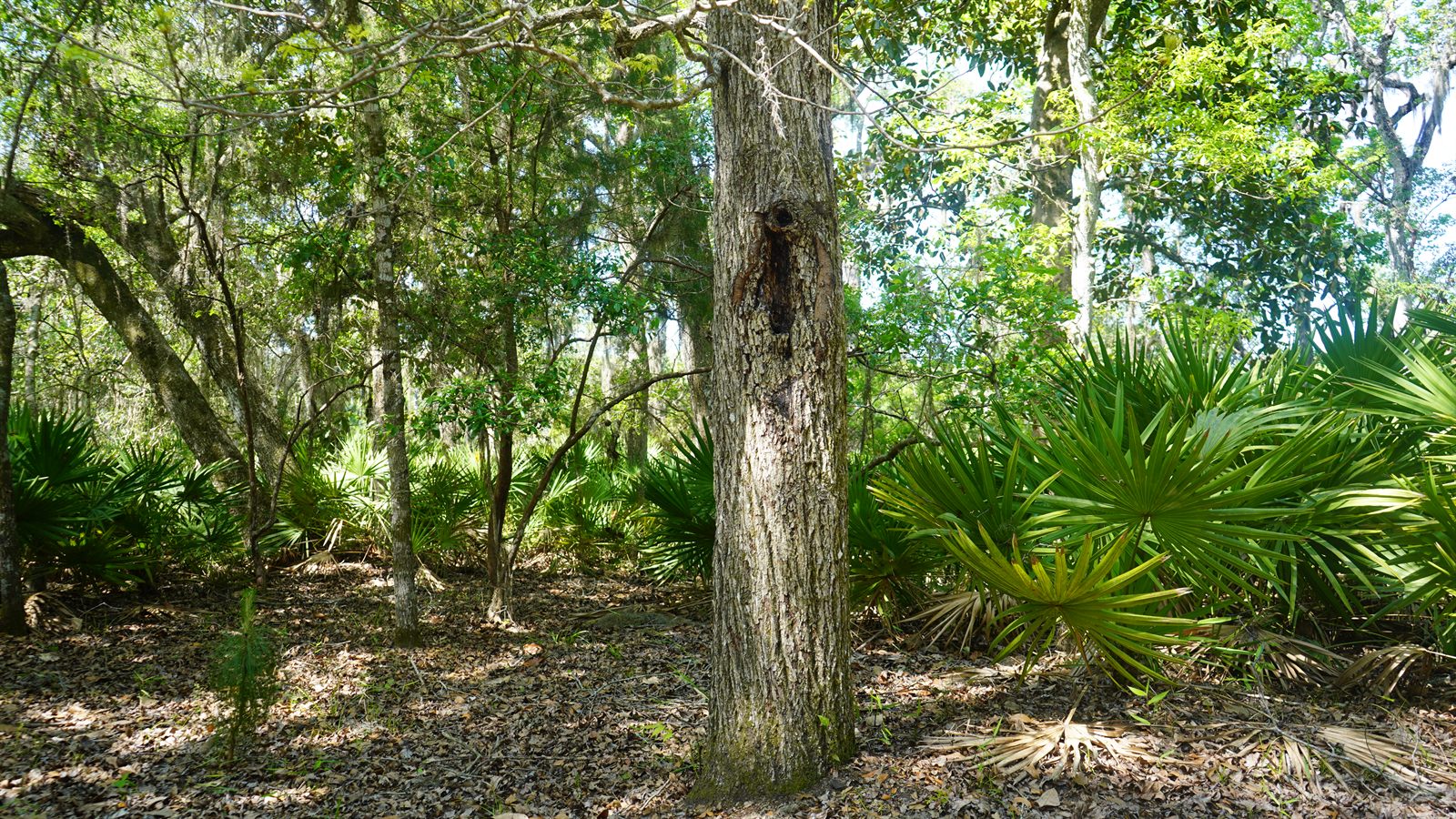 Guana, Timucuan, and South Point Loop Trail Loop - More Trees Please! photo