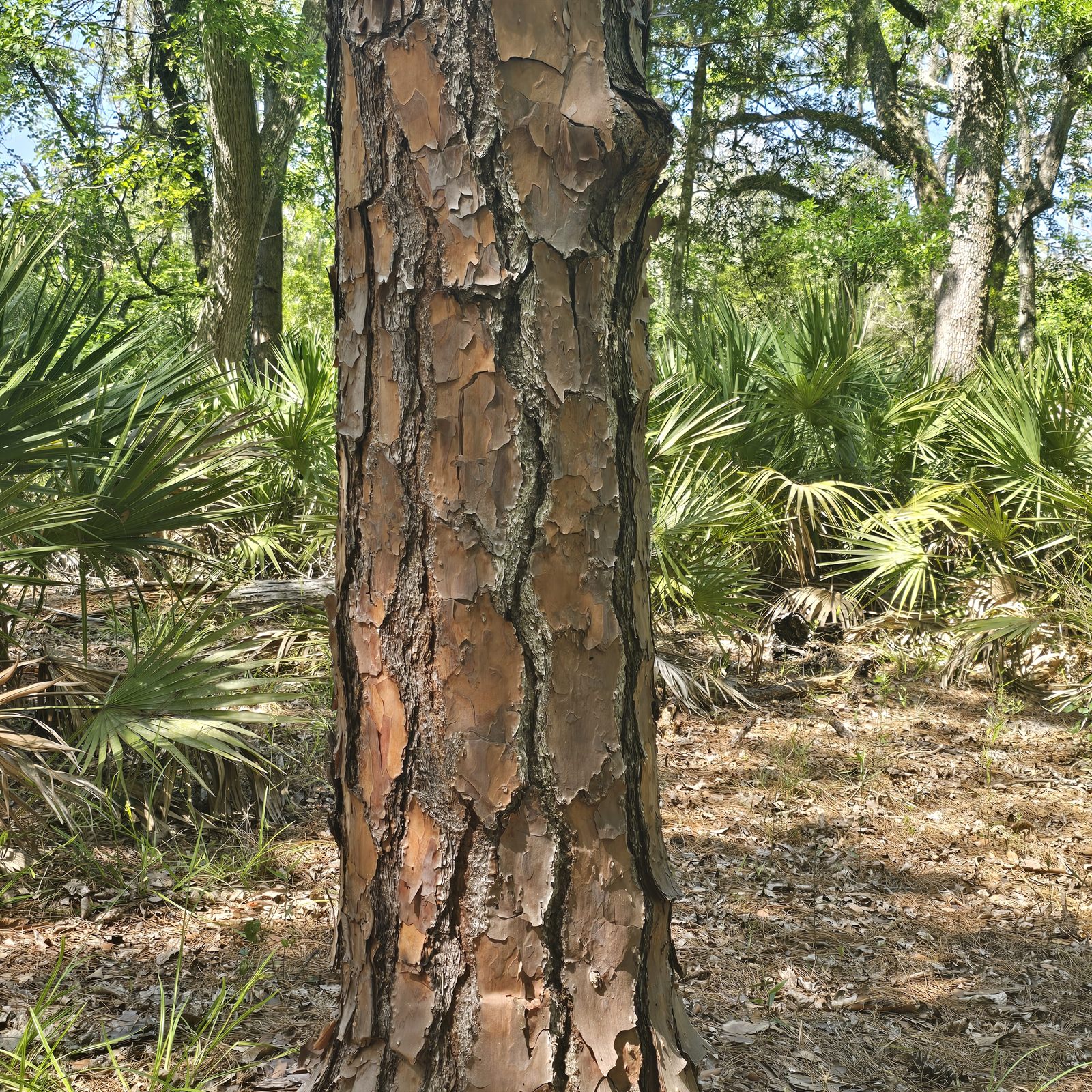 Guana, Timucuan, and South Point Loop Trail Loop - Strange Plated Bark photo
