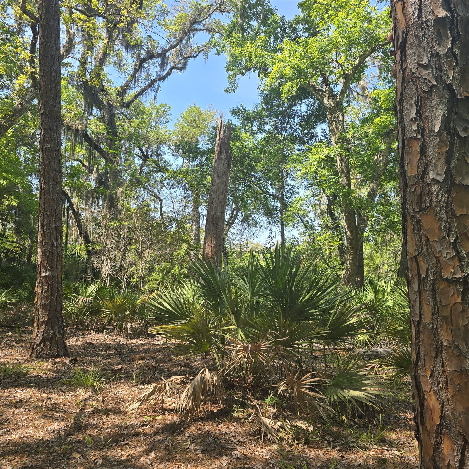 Guana, Timucuan, and South Point Loop Trail Loop