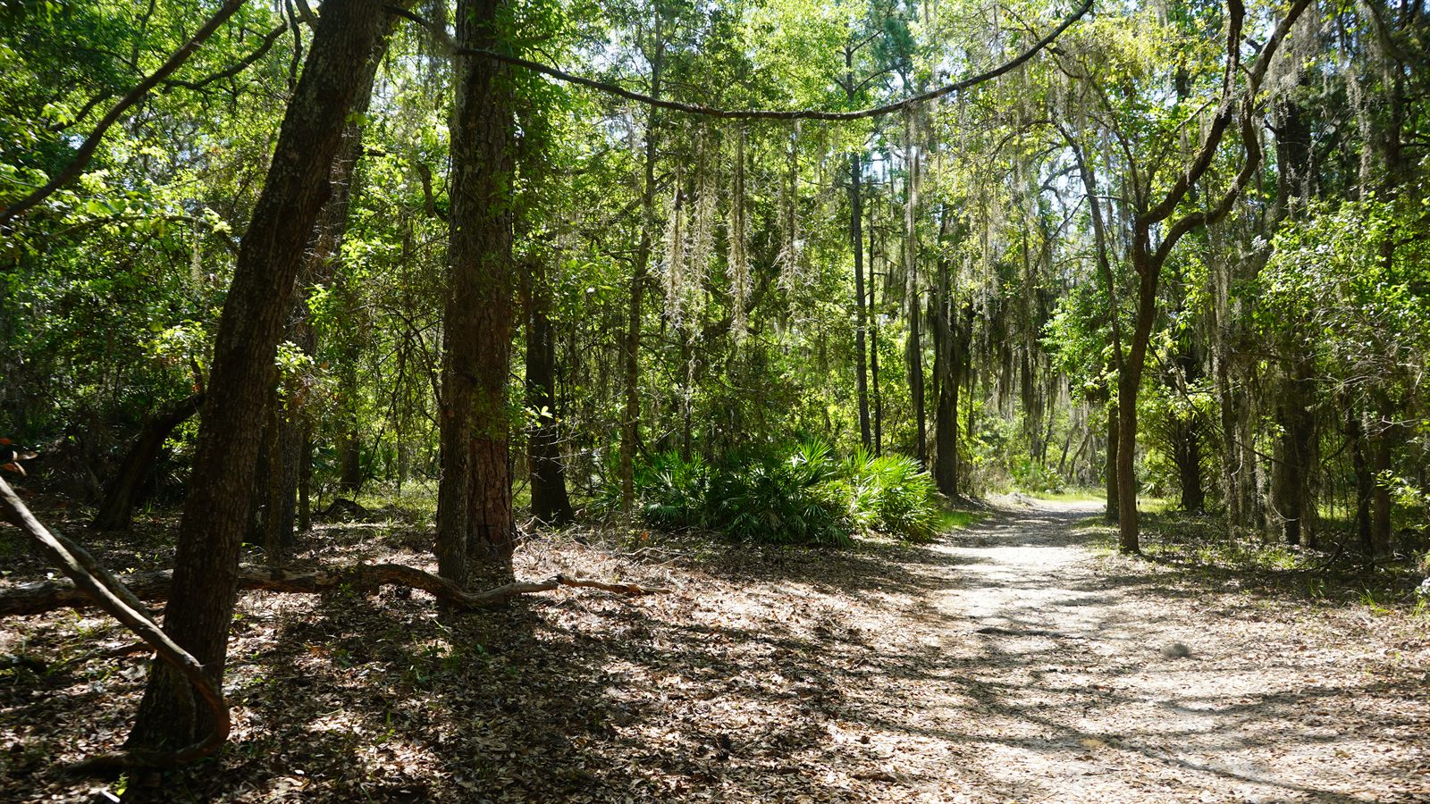 Guana, Timucuan, and South Point Loop Trail Loop - Moss-Draped Corridors photo