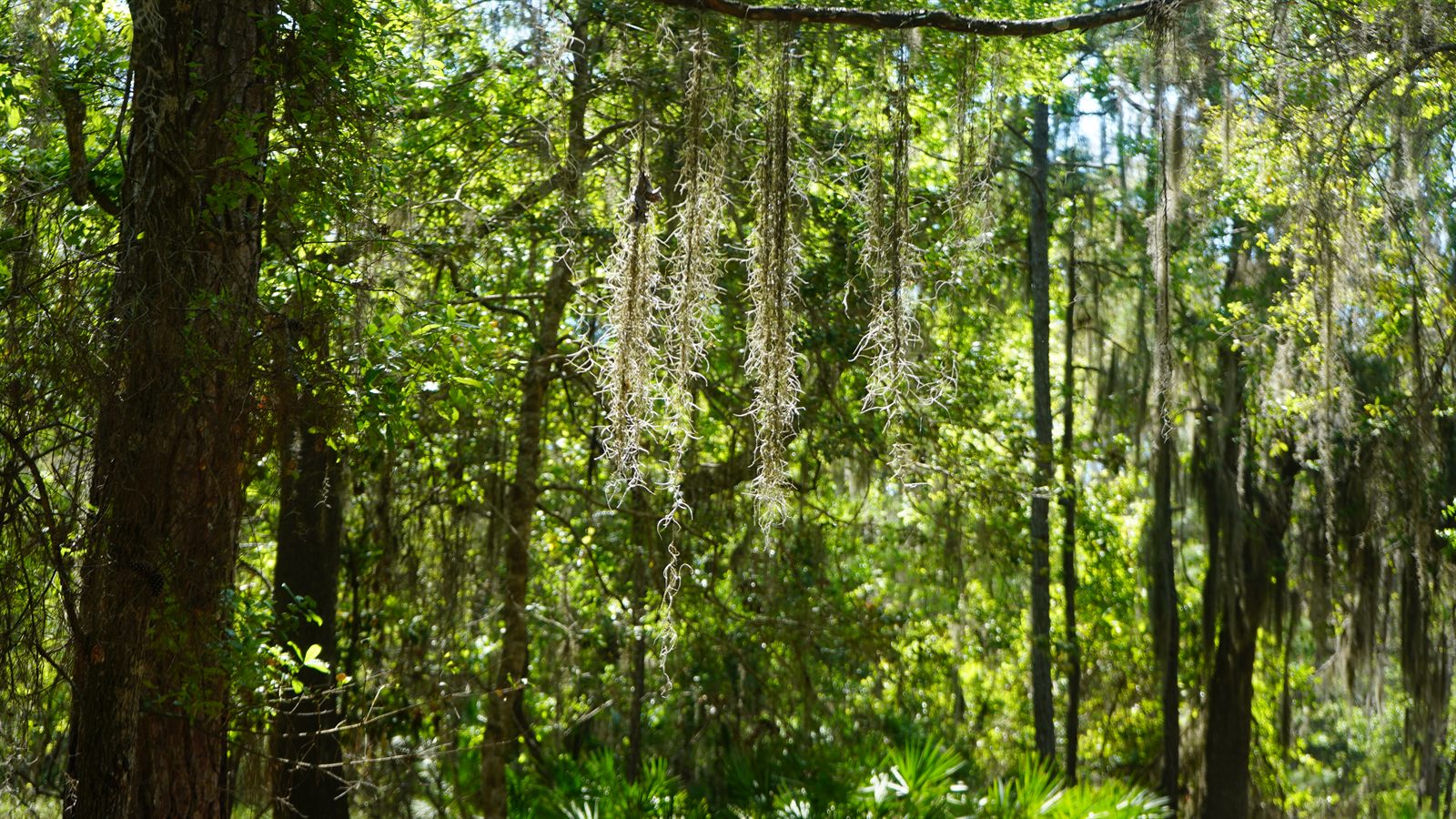 Guana, Timucuan, and South Point Loop Trail Loop - Moss-Draped Corridors photo