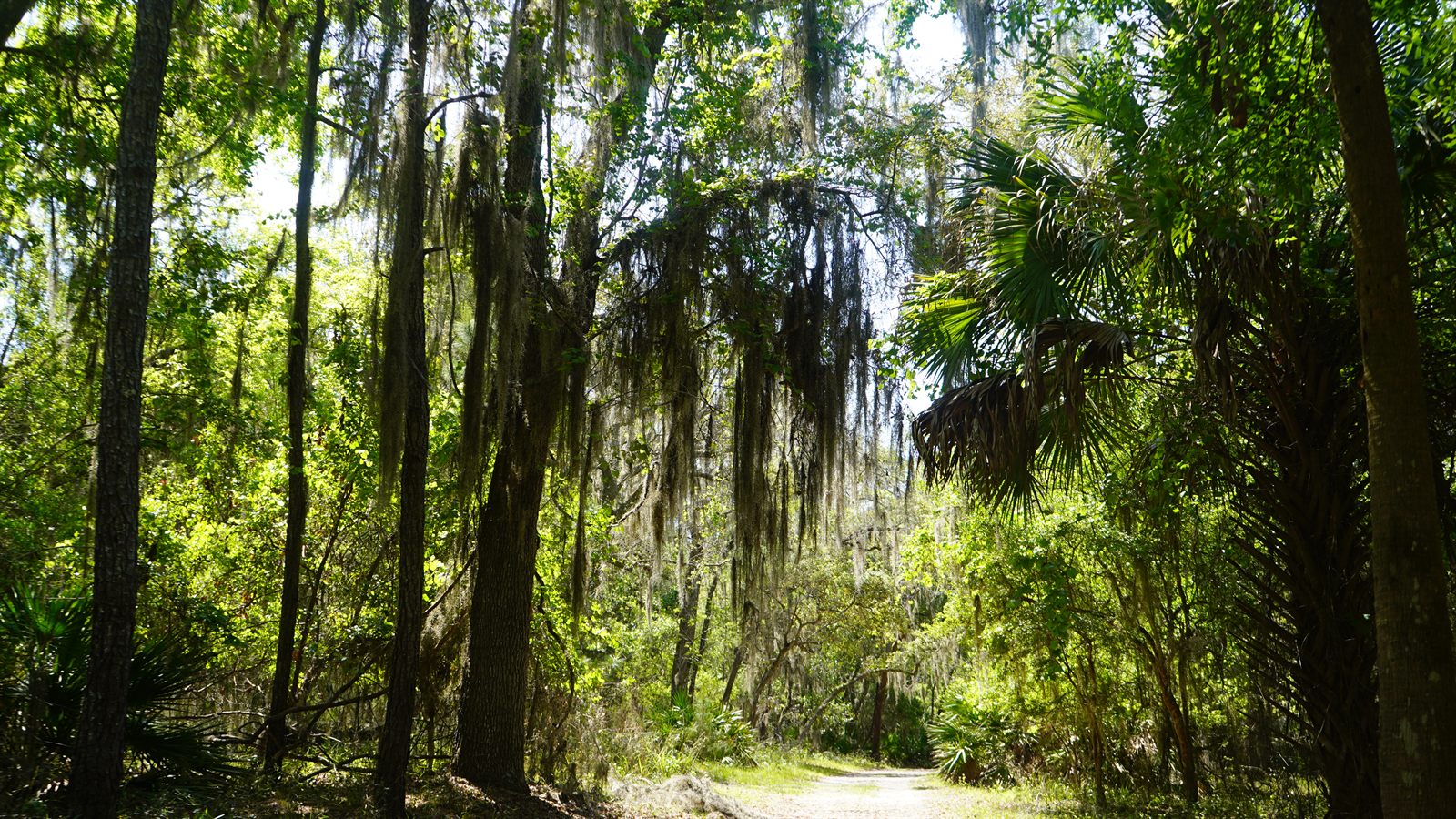 Guana, Timucuan, and South Point Loop Trail Loop - The Forest Ceiling photo