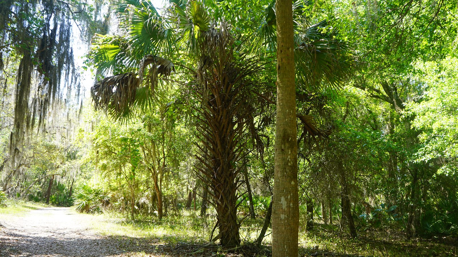 Guana, Timucuan, and South Point Loop Trail Loop - The Forest Ceiling photo