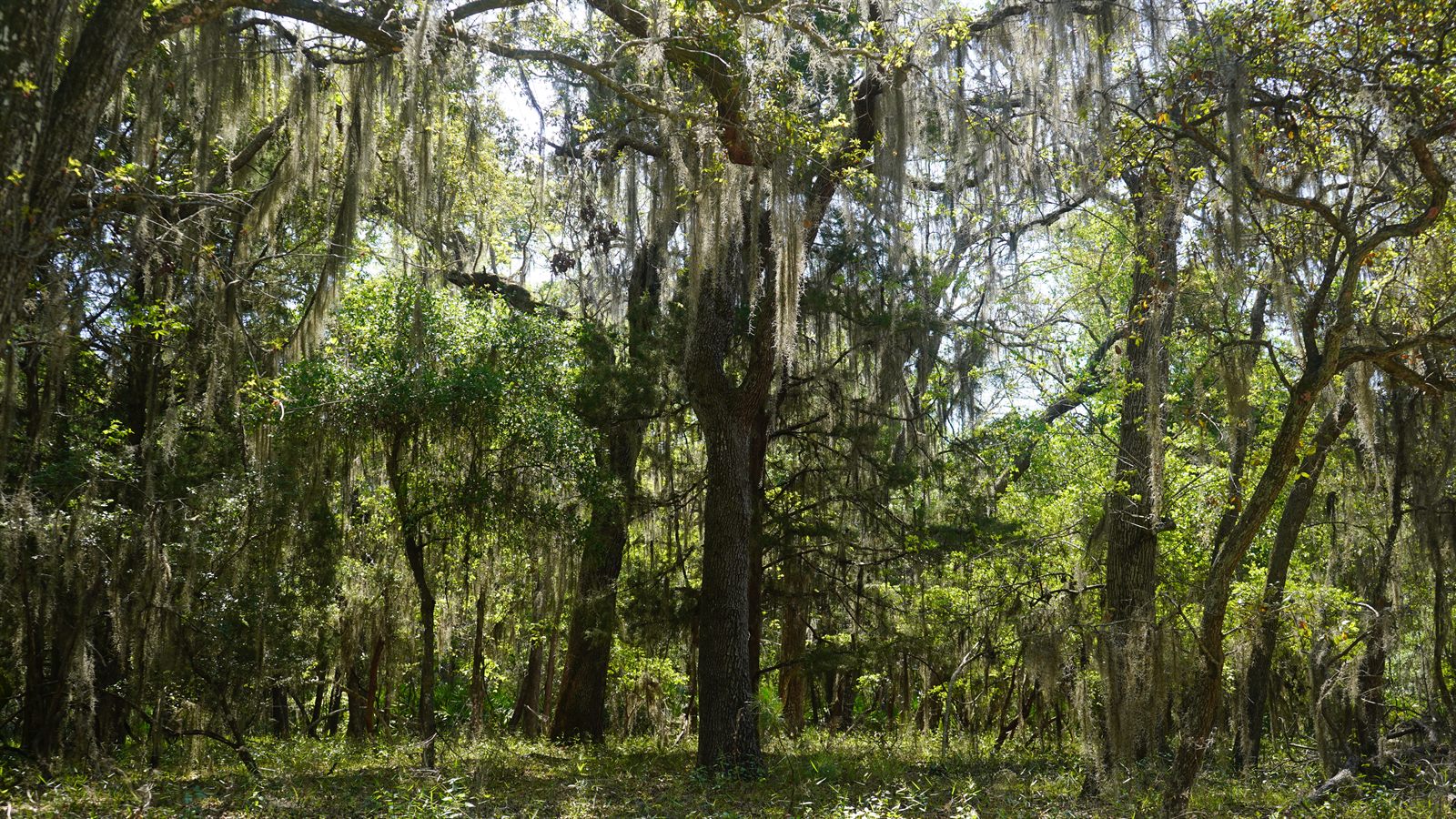 Guana, Timucuan, and South Point Loop Trail Loop - The Forest Ceiling photo