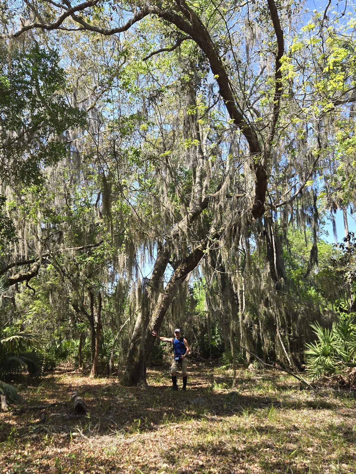 Guana, Timucuan, and South Point Loop Trail Loop - Under the Hanging Moss photo