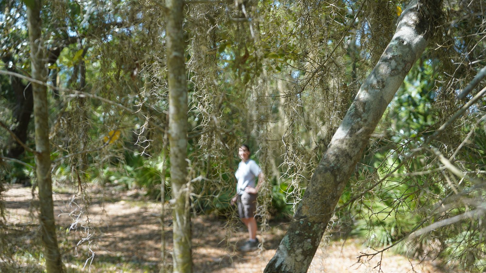 Guana, Timucuan, and South Point Loop Trail Loop - Peek-a-boo, I see you! photo
