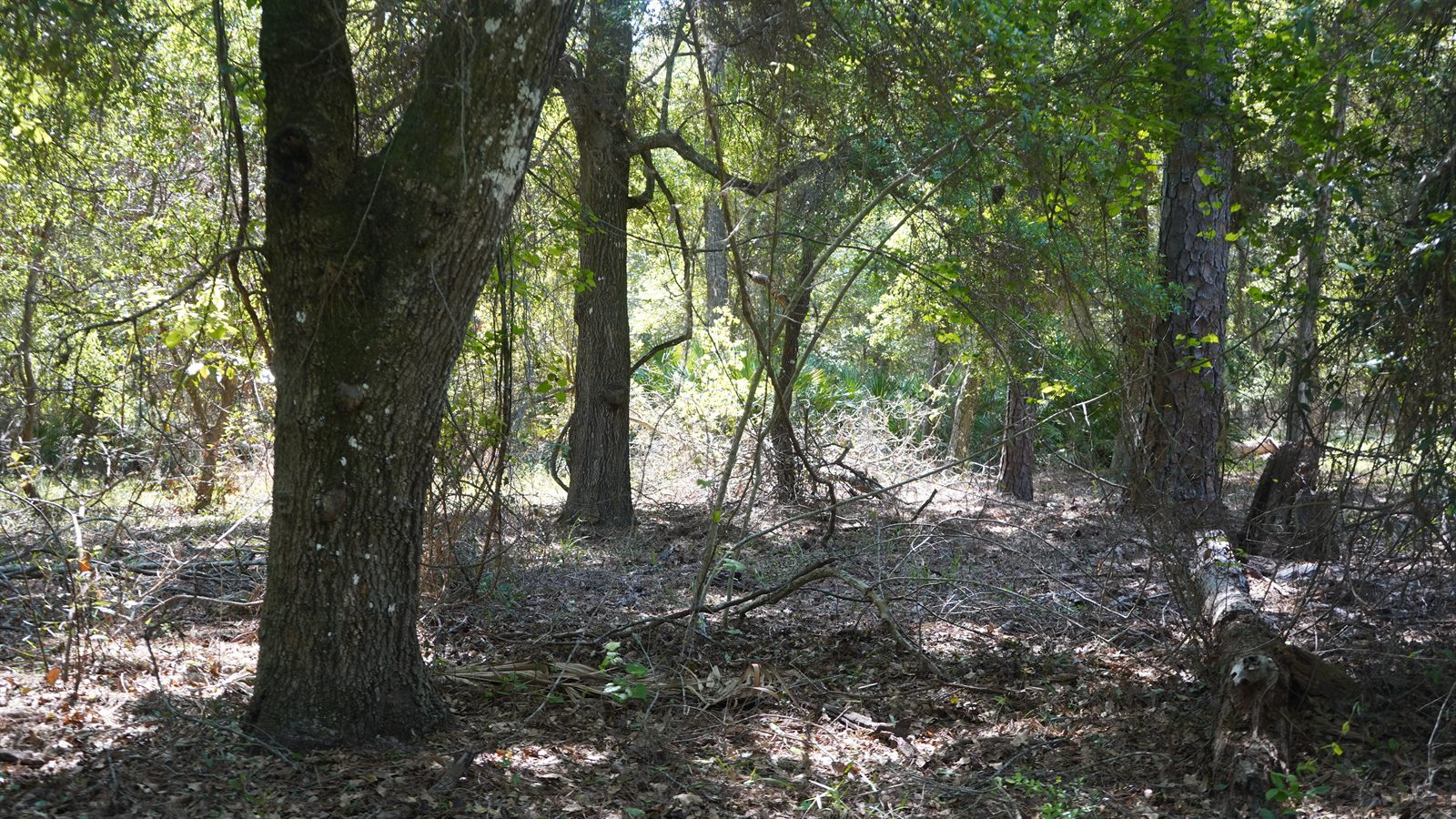 Guana, Timucuan, and South Point Loop Trail Loop - Beauty Off the Trail photo