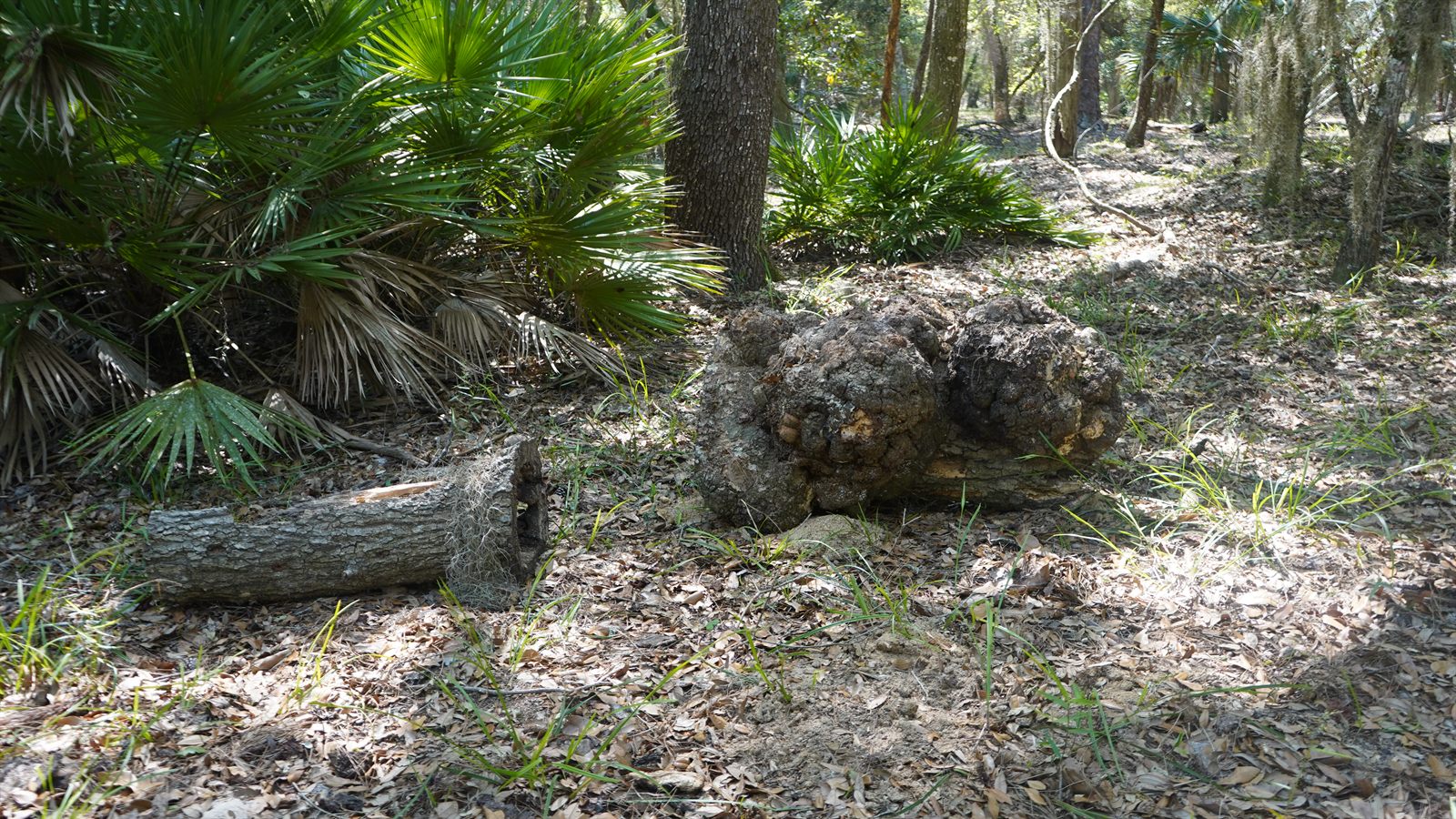 Guana, Timucuan, and South Point Loop Trail Loop - Beauty Off the Trail photo