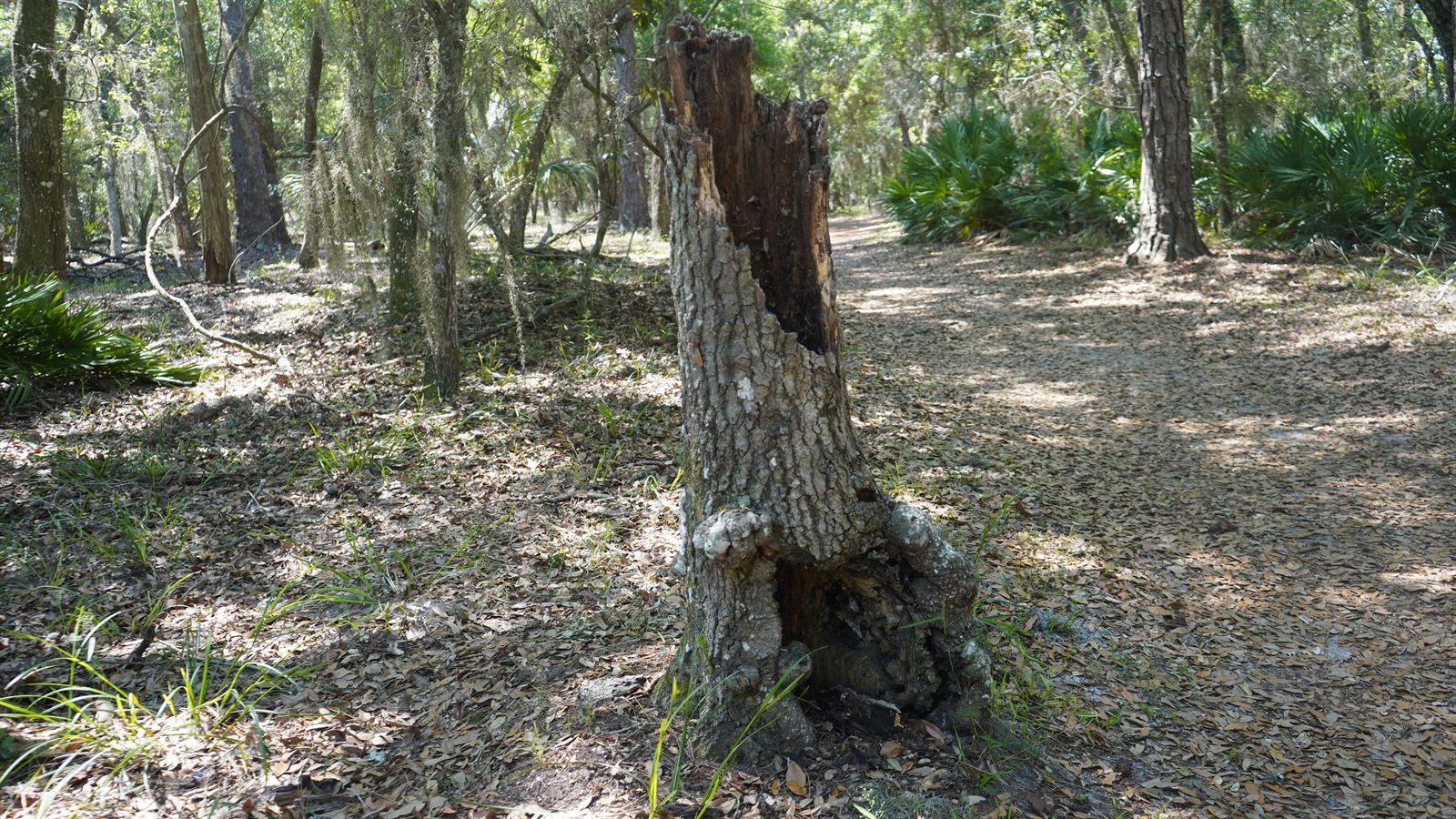 Guana, Timucuan, and South Point Loop Trail Loop - Beauty Off the Trail photo