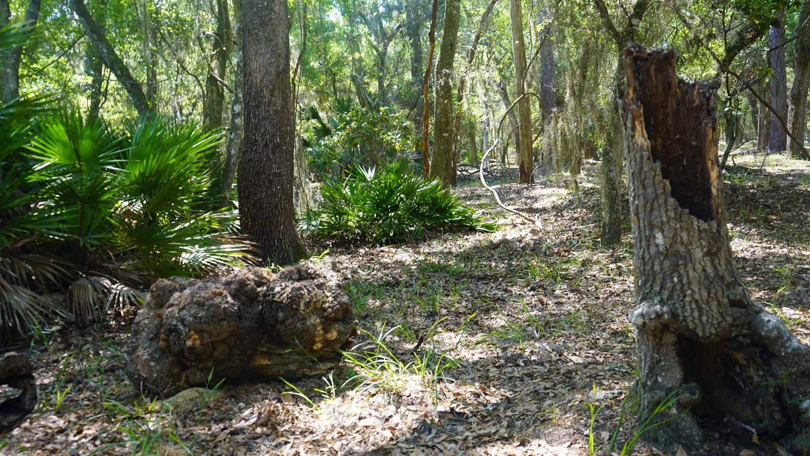 Guana, Timucuan, and South Point Loop Trail Loop - Beauty Off the Trail photo