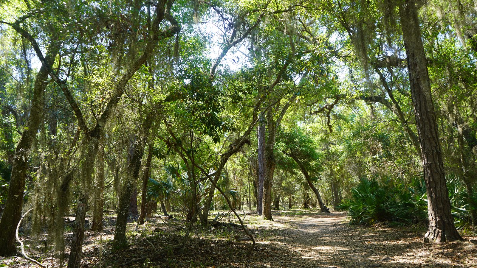 Guana, Timucuan, and South Point Loop Trail Loop - The Trail Keeps Calling photo