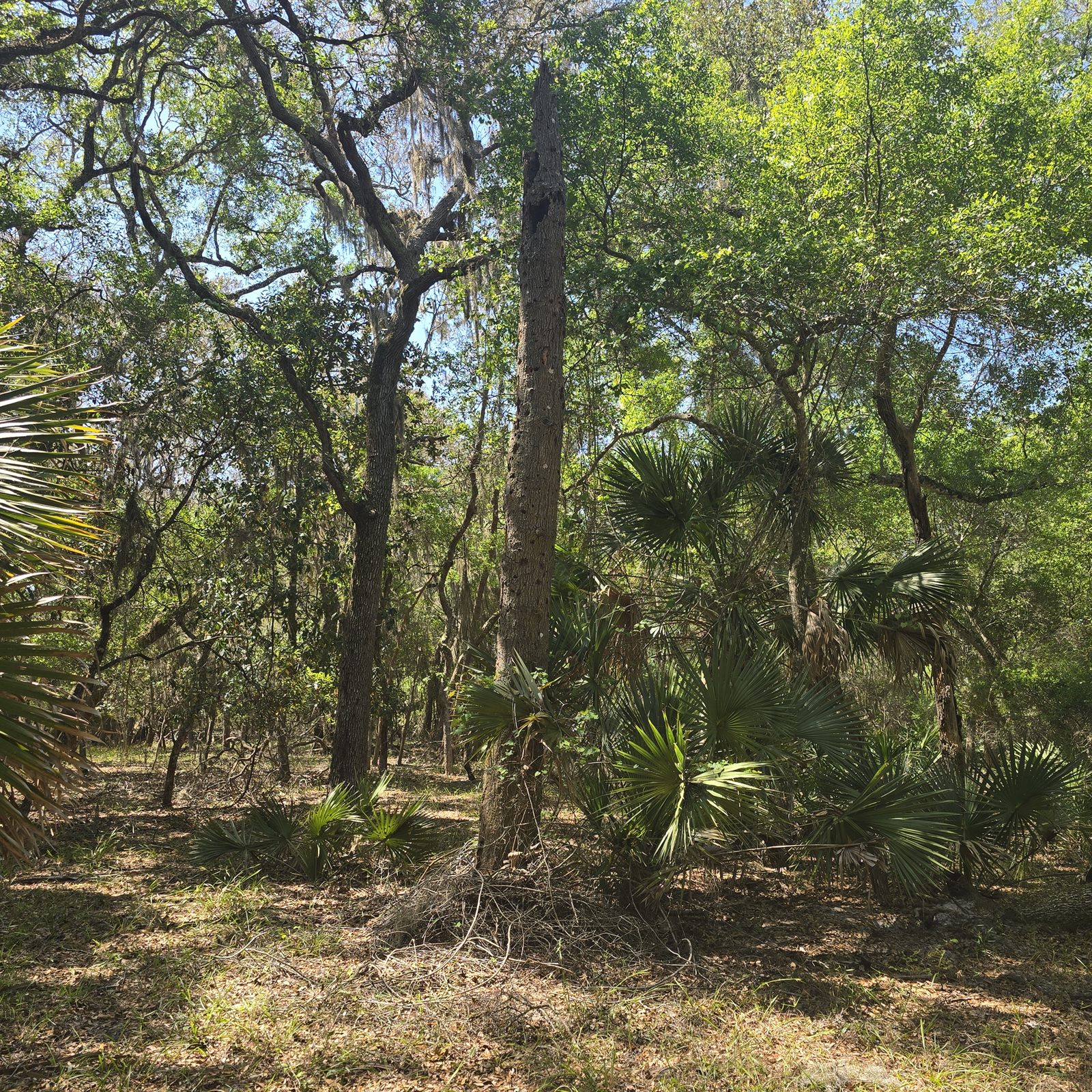Guana, Timucuan, and South Point Loop Trail Loop - The Trail Keeps Calling photo