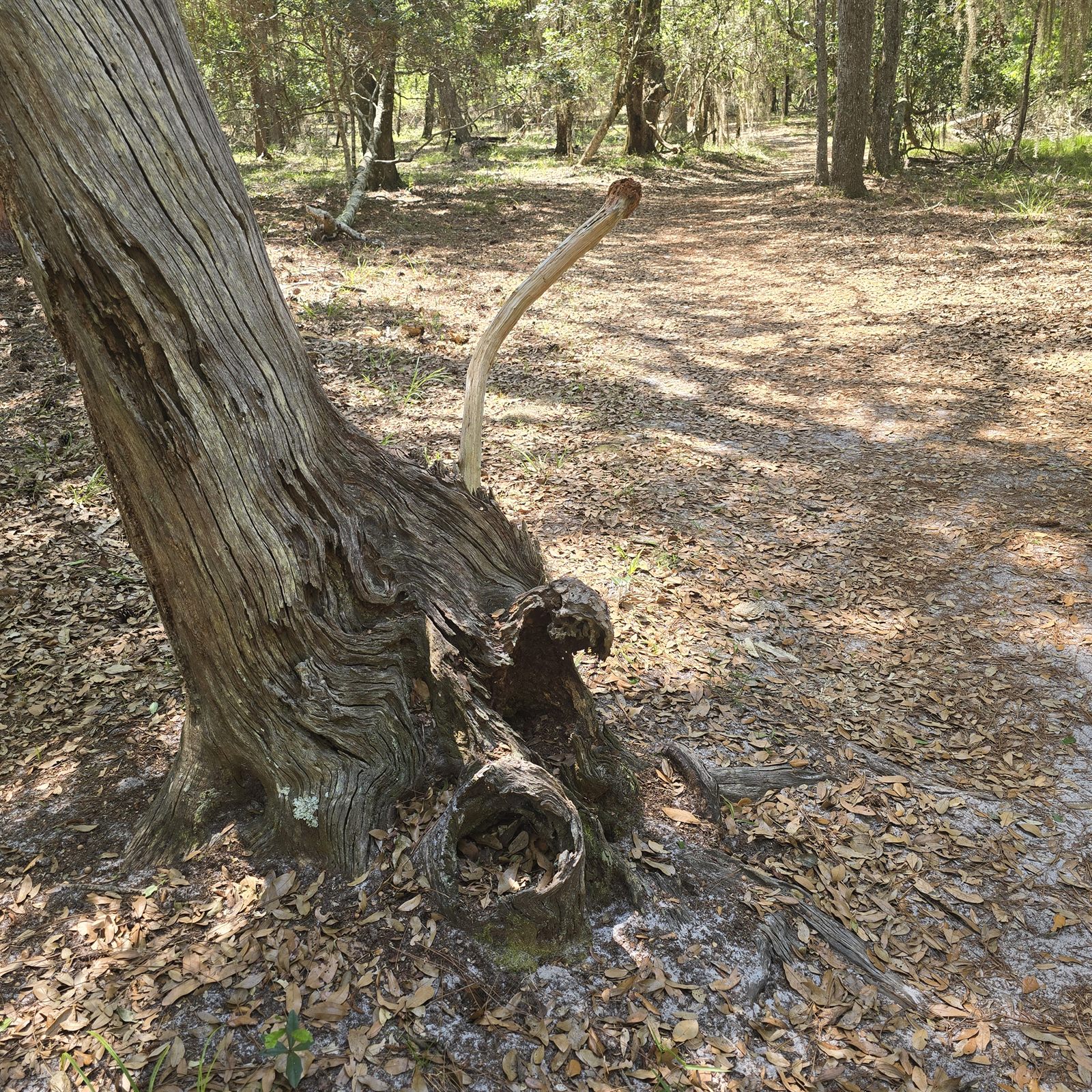 Guana, Timucuan, and South Point Loop Trail Loop - WTF photo