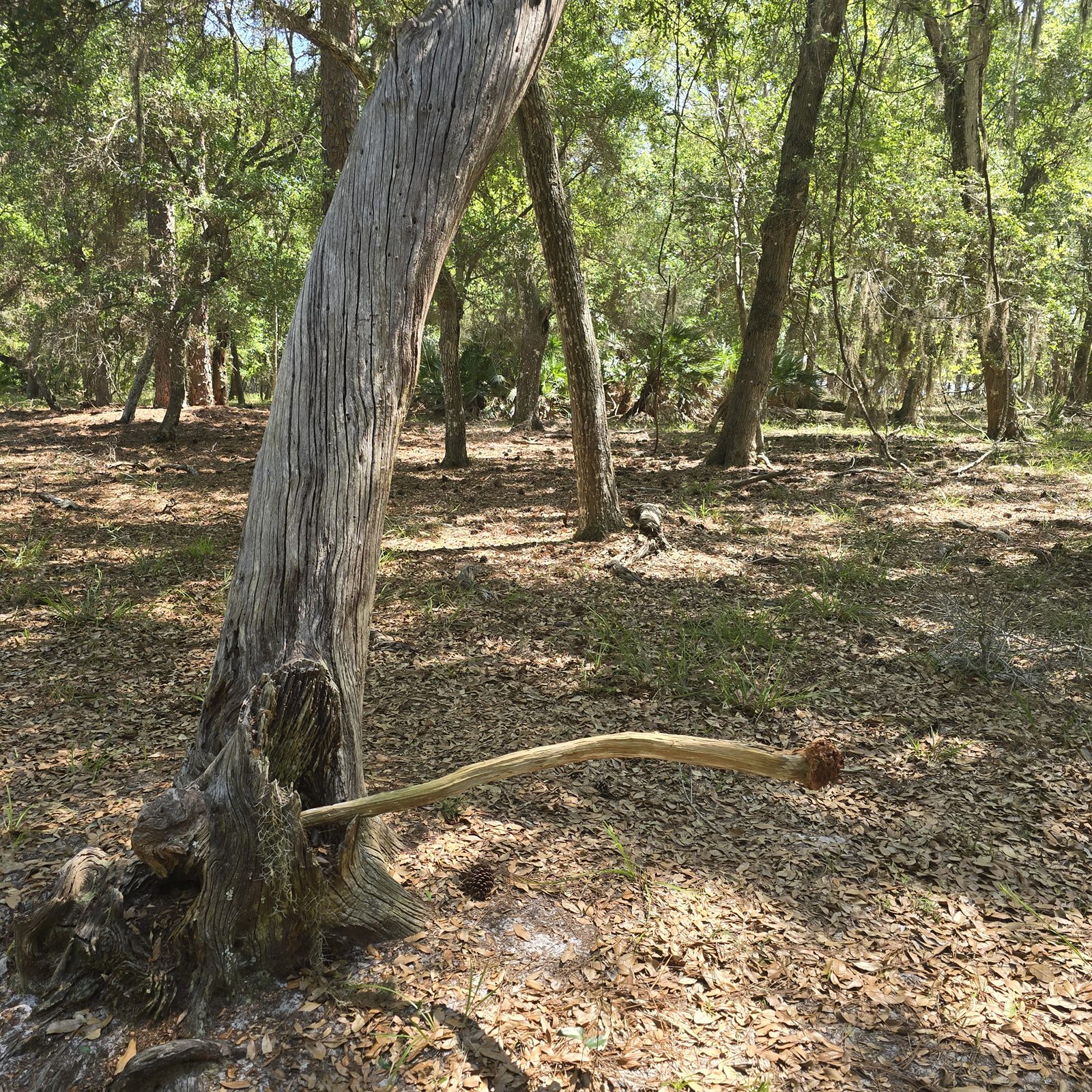 Guana, Timucuan, and South Point Loop Trail Loop - WTF photo