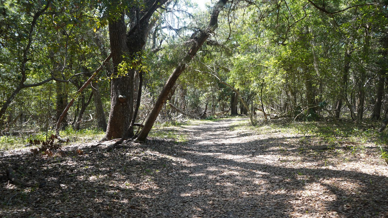 Guana, Timucuan, and South Point Loop Trail Loop - The Trail Opens Up Again photo