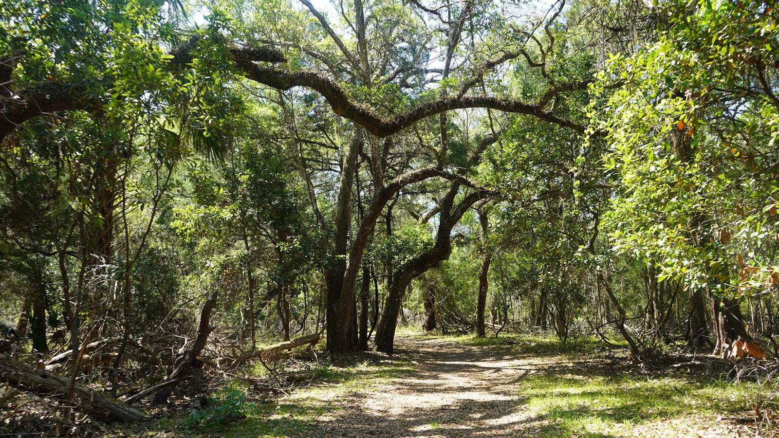 Guana, Timucuan, and South Point Loop Trail Loop - The Trail Opens Up Again photo