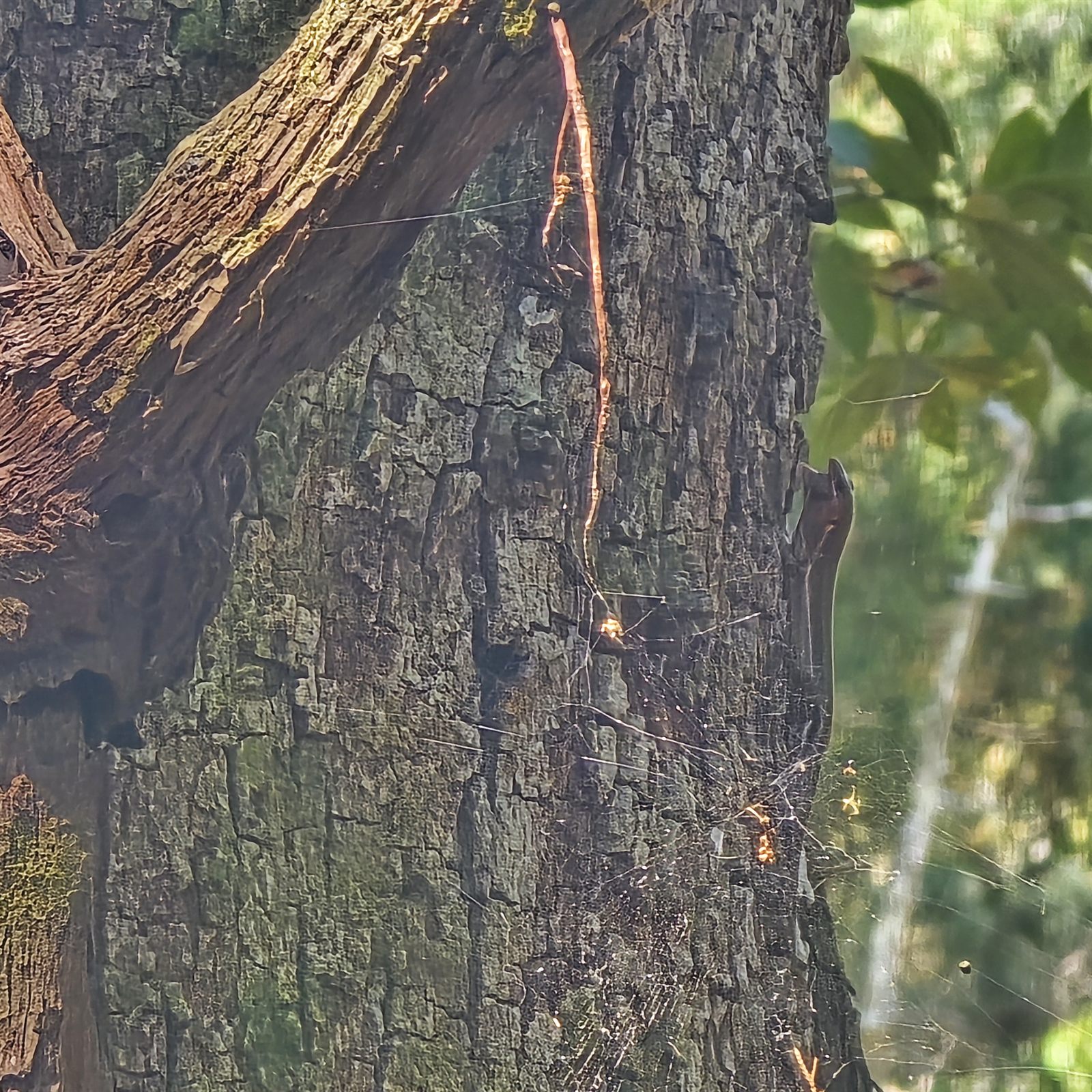 Guana, Timucuan, and South Point Loop Trail Loop - Spiders and Lizards, oh my! photo
