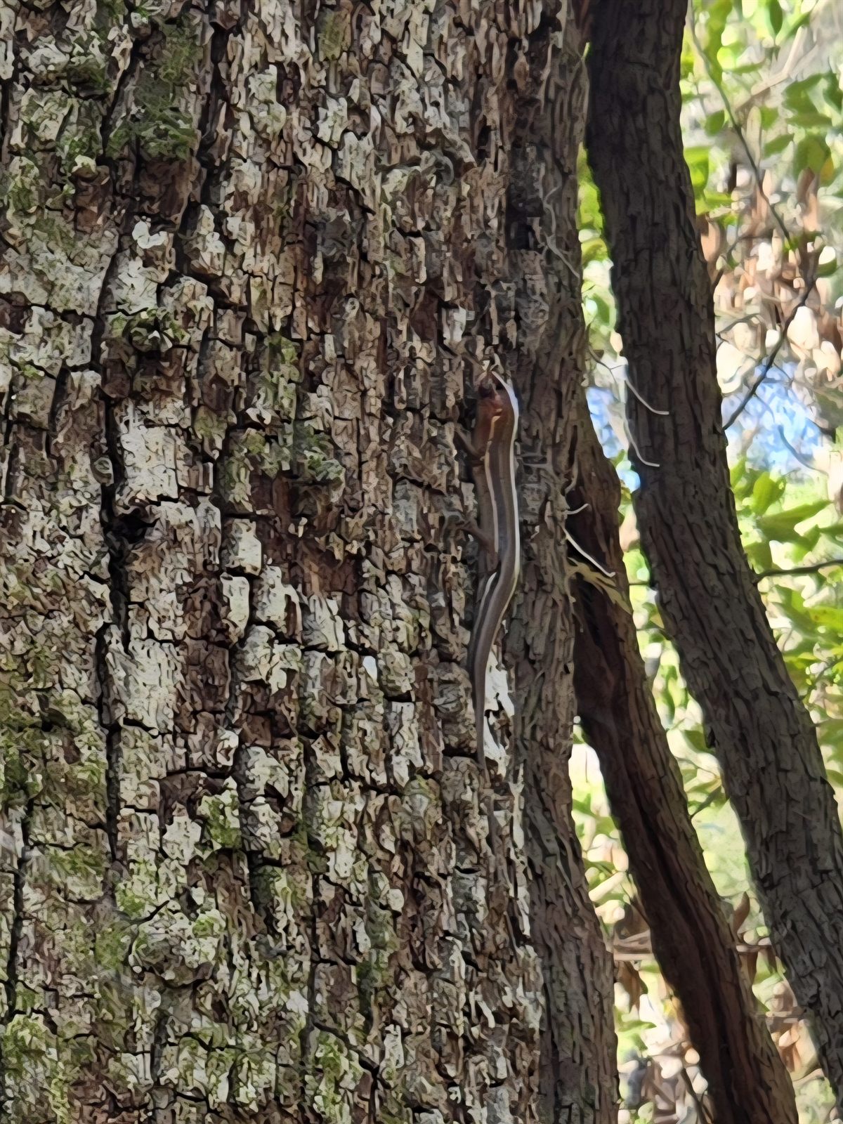 Guana, Timucuan, and South Point Loop Trail Loop - Spiders and Lizards, oh my! photo