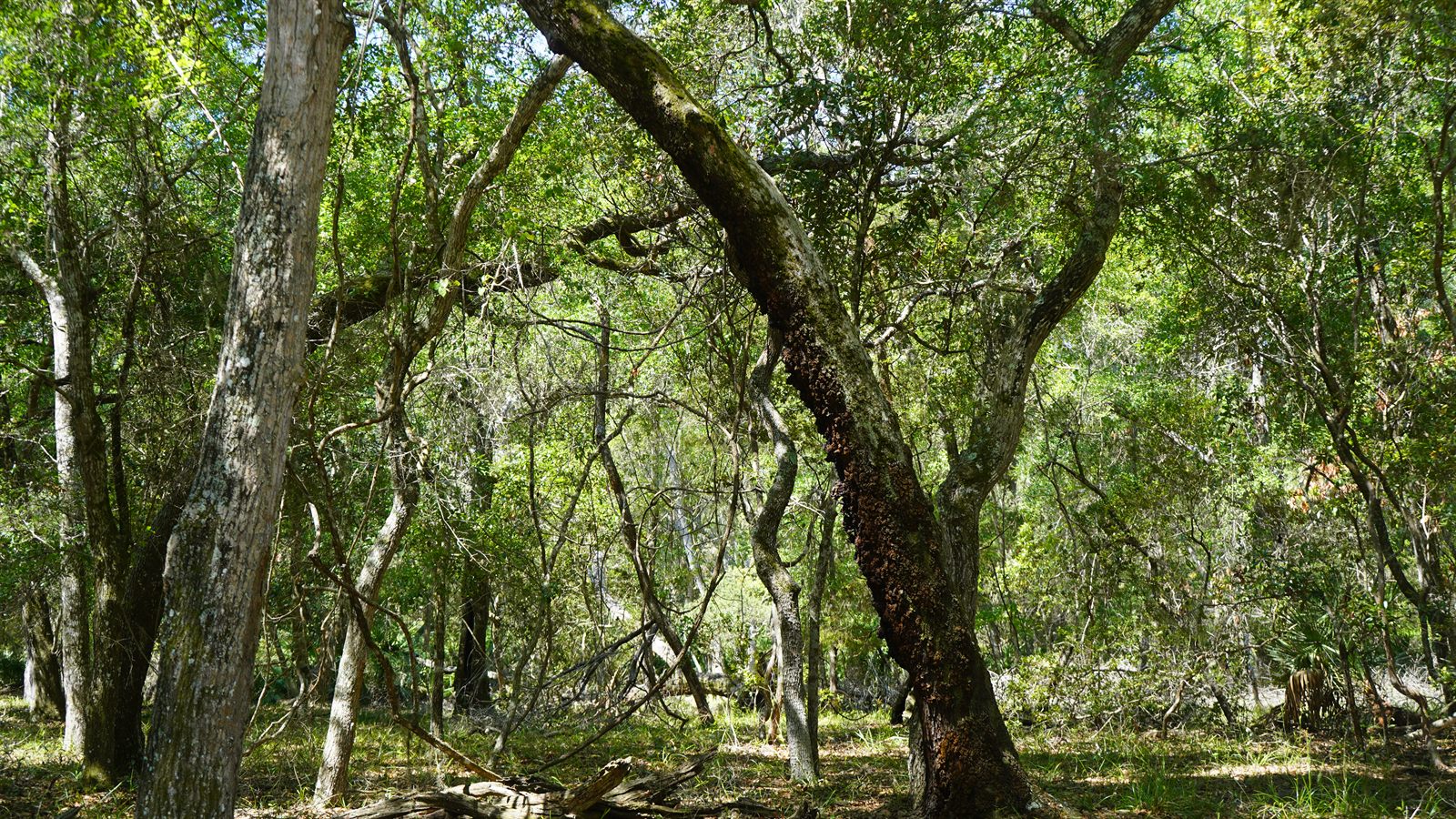Guana, Timucuan, and South Point Loop Trail Loop - Twisted Beauty photo