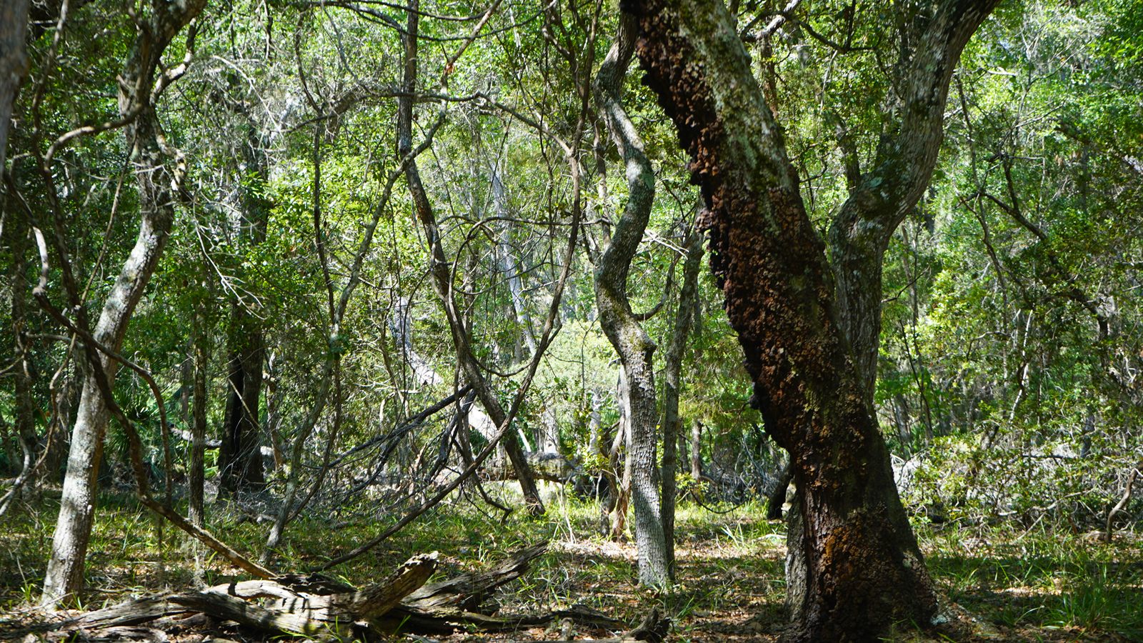 Guana, Timucuan, and South Point Loop Trail Loop - Twisted Beauty photo