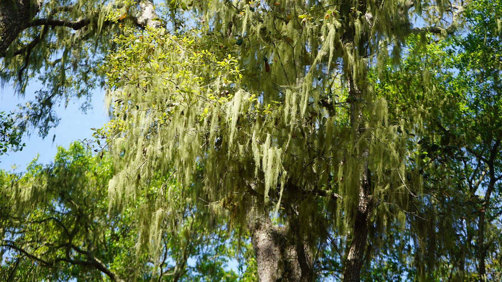 Guana, Timucuan, and South Point Loop Trail Loop - The Sky Through the Moss photo