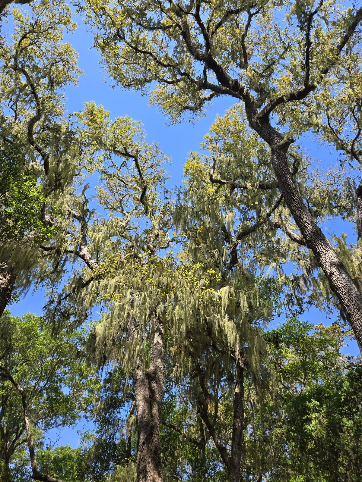 Guana, Timucuan, and South Point Loop Trail Loop - The Sky Through the Moss photo