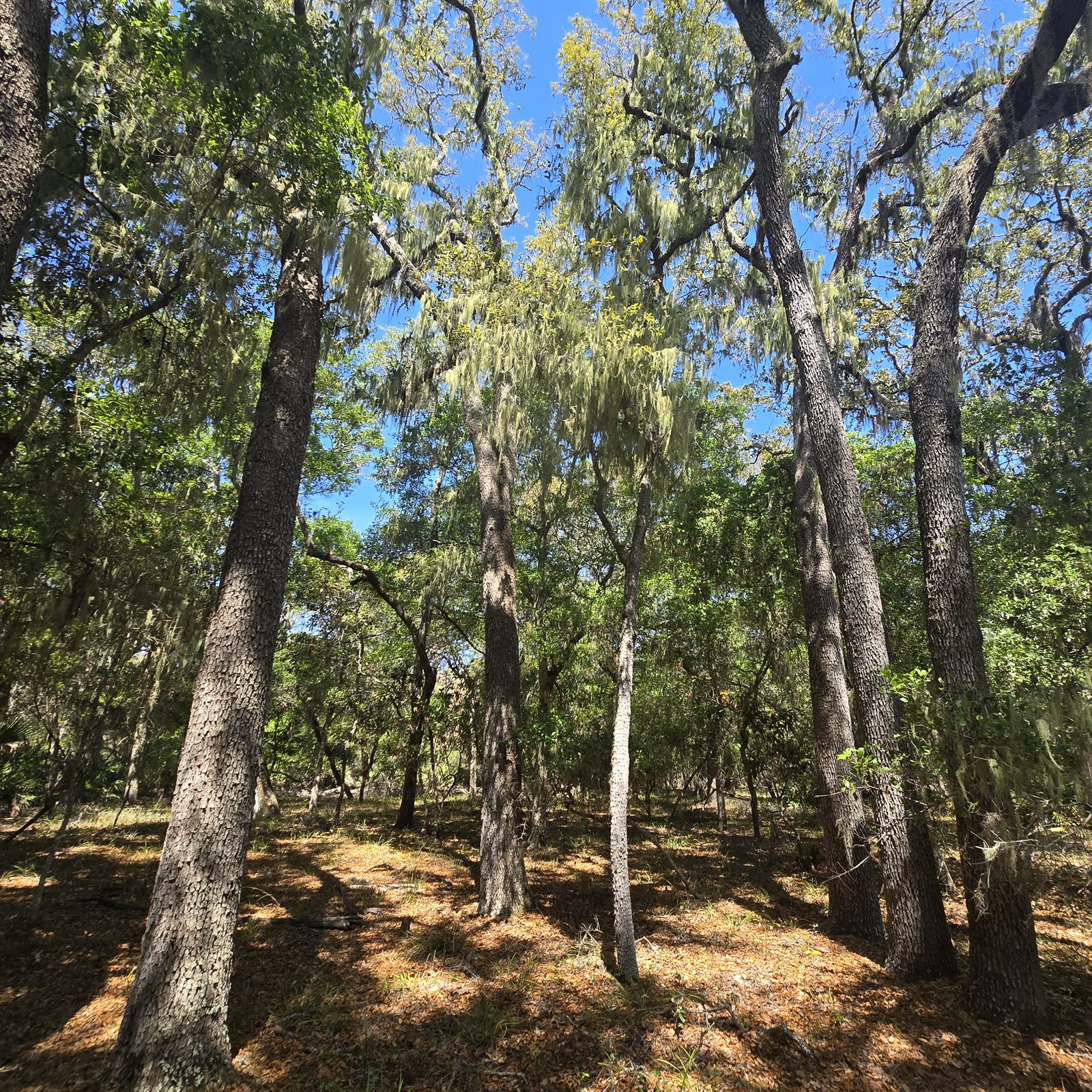 Guana, Timucuan, and South Point Loop Trail Loop - The Sky Through the Moss photo