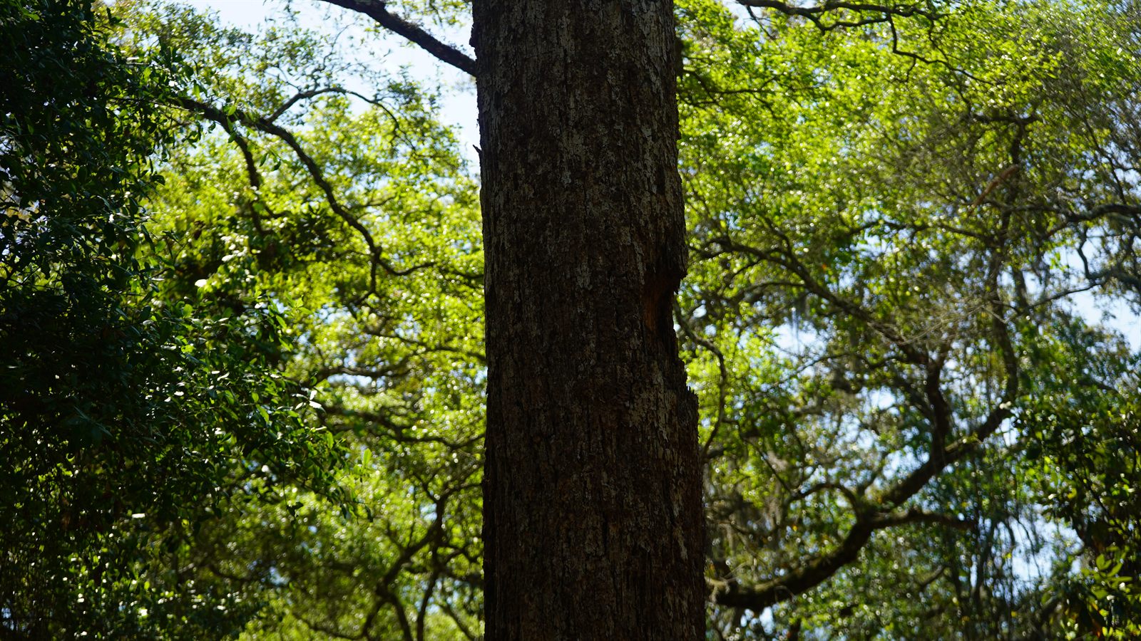 Guana, Timucuan, and South Point Loop Trail Loop - Forest Oddities photo