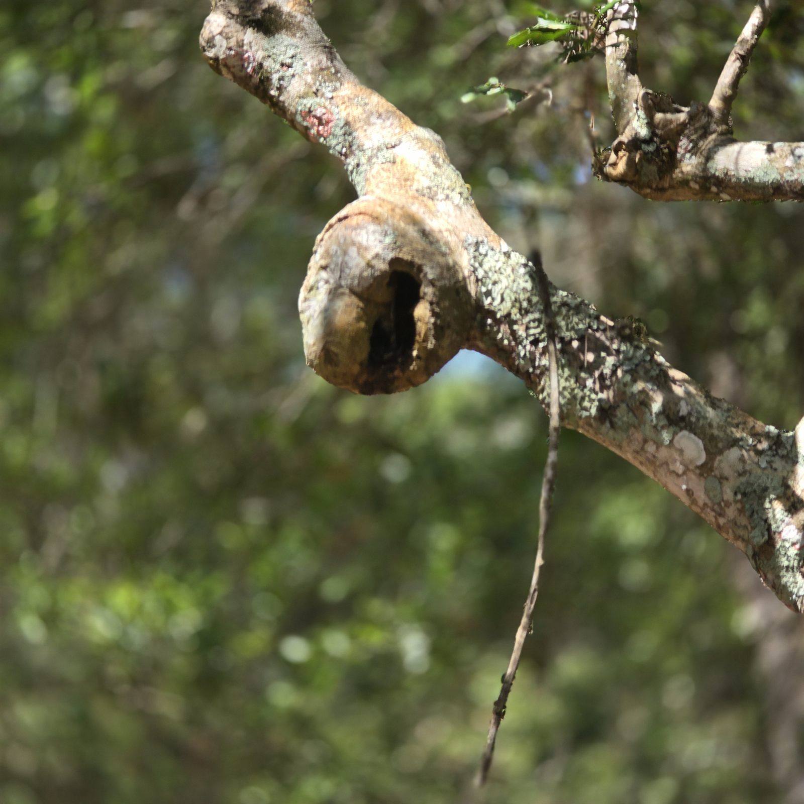 Guana, Timucuan, and South Point Loop Trail Loop - Forest Oddities photo