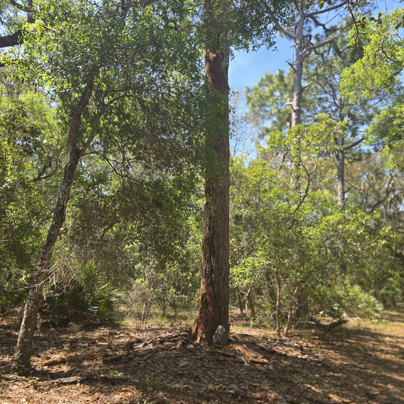 Guana, Timucuan, and South Point Loop Trail Loop - Forest Oddities photo