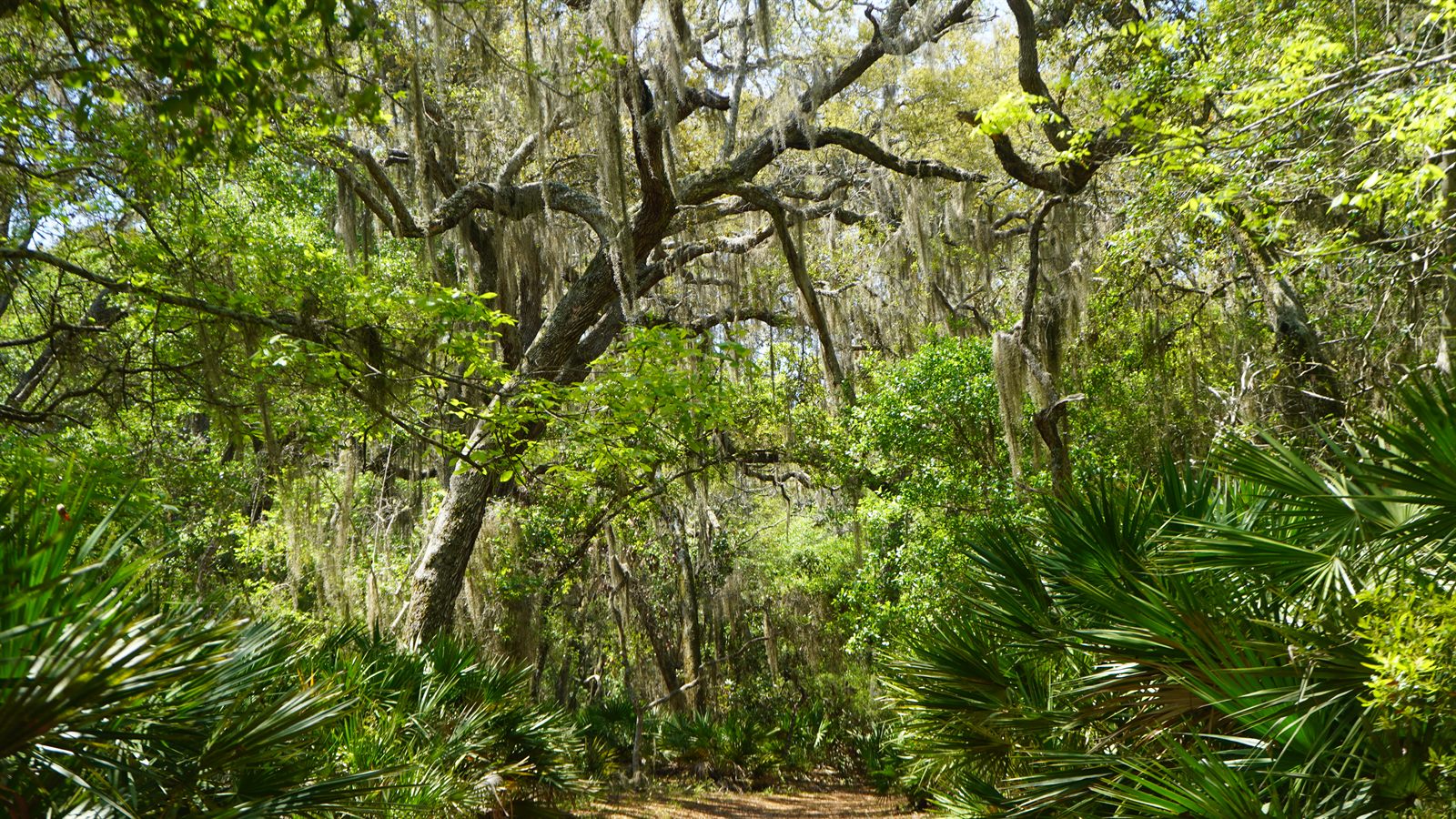 Guana, Timucuan, and South Point Loop Trail Loop - Palmettos and (more) Hanging Moss photo