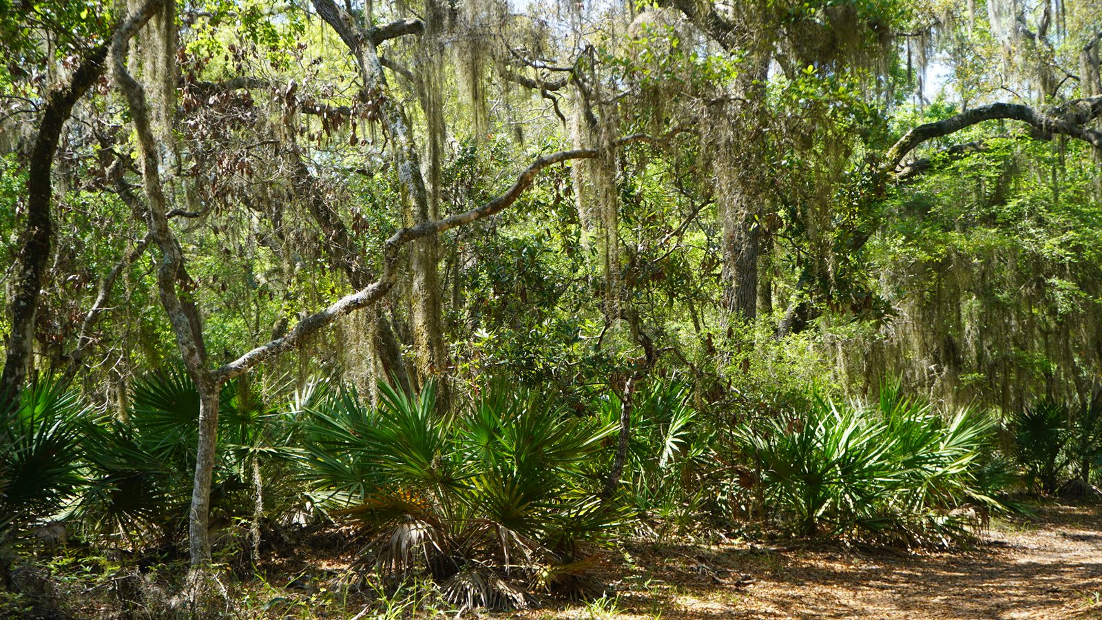 Guana, Timucuan, and South Point Loop Trail Loop - Palmettos and (more) Hanging Moss photo
